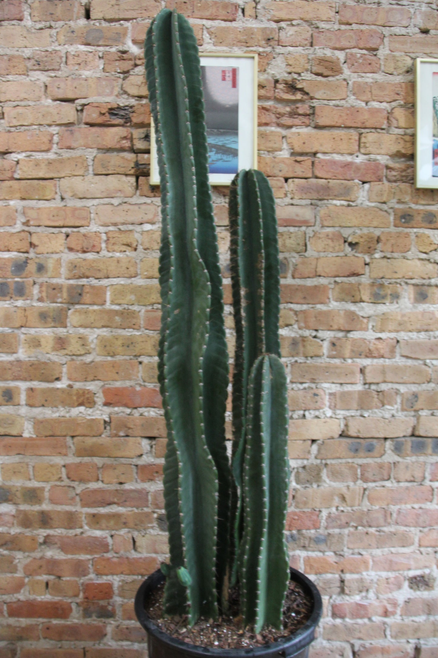 Peruvian Cactus