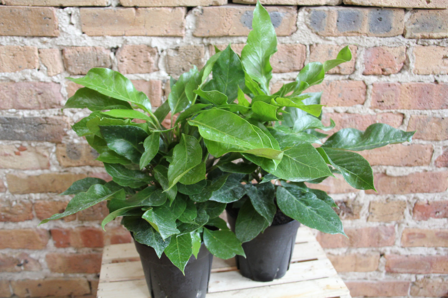 Schefflera Amate