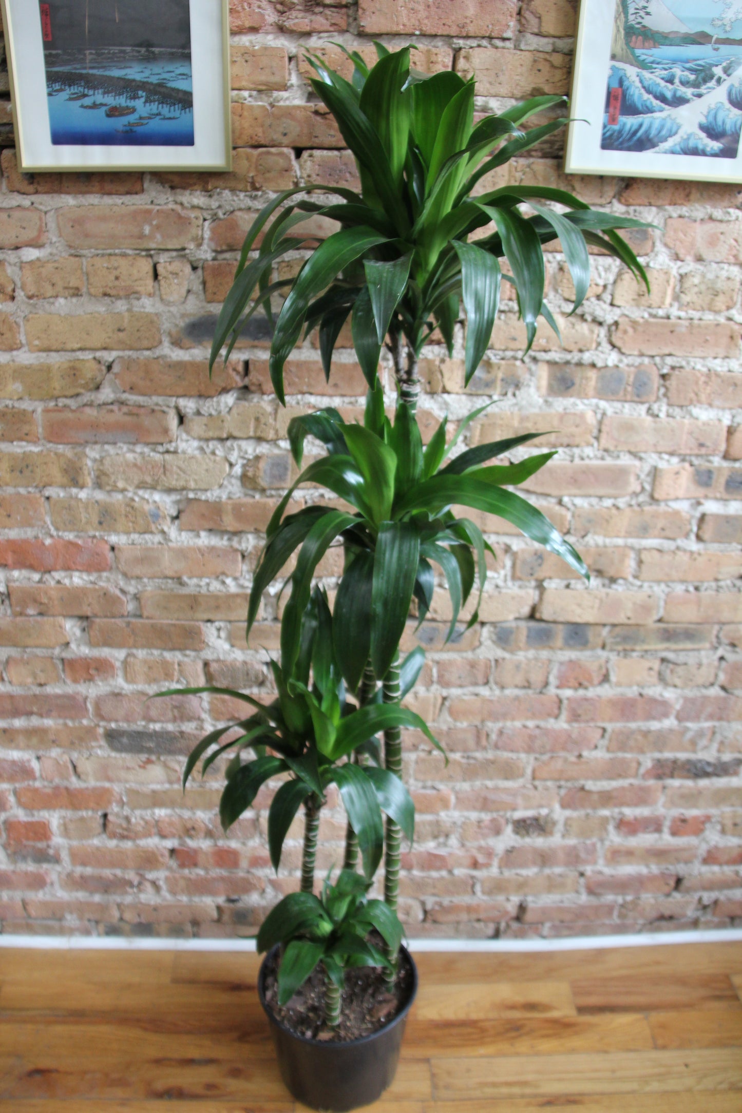 Dracaena Elegans