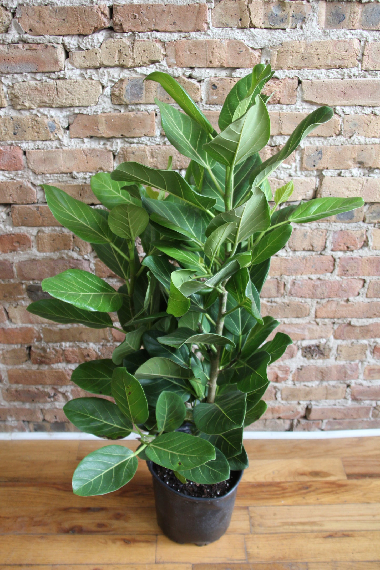 Ficus Audrey