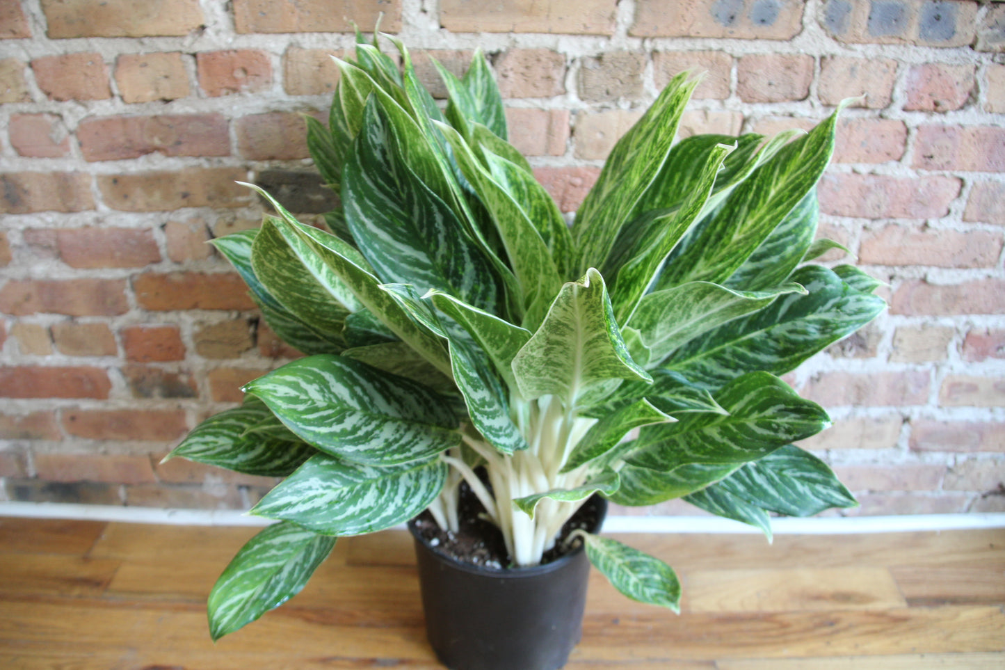 Aglaonema Brilliant / Madonna