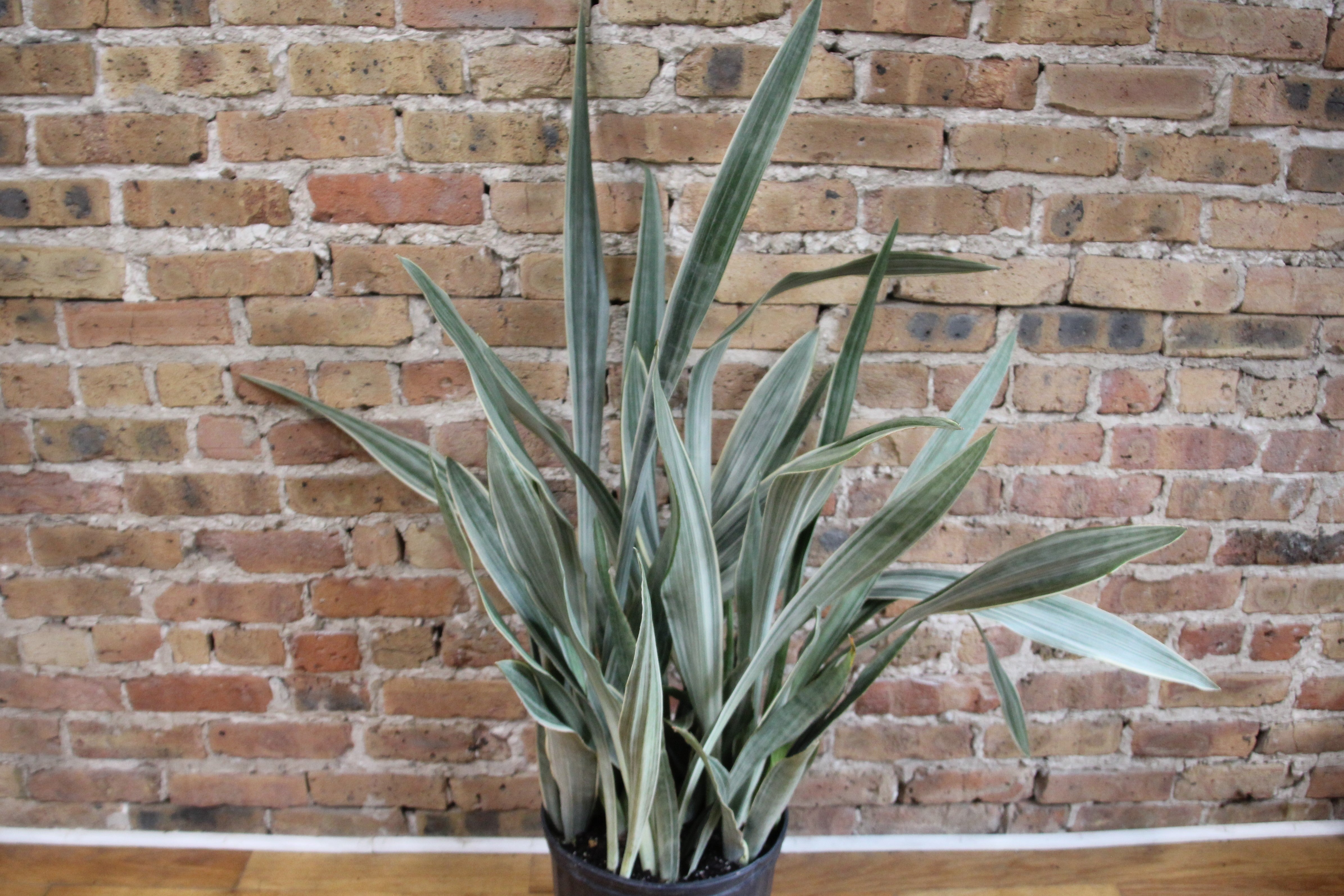 sayuri snake plant Sansevieria Sayuri – Chicago Plants