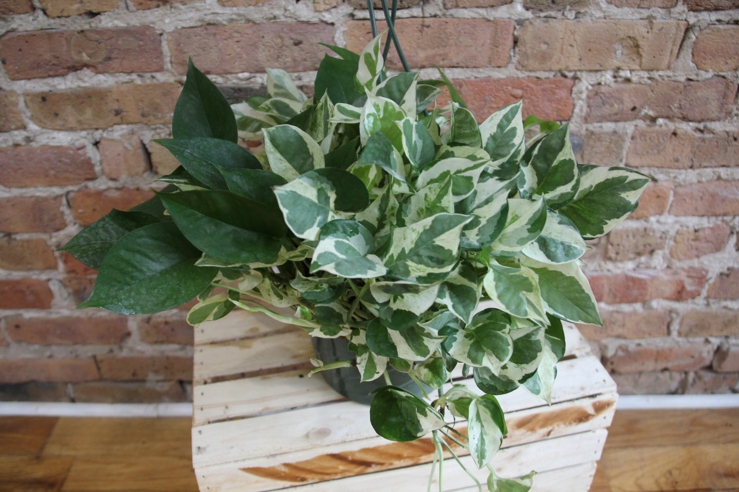 Pothos Pearls & Jade