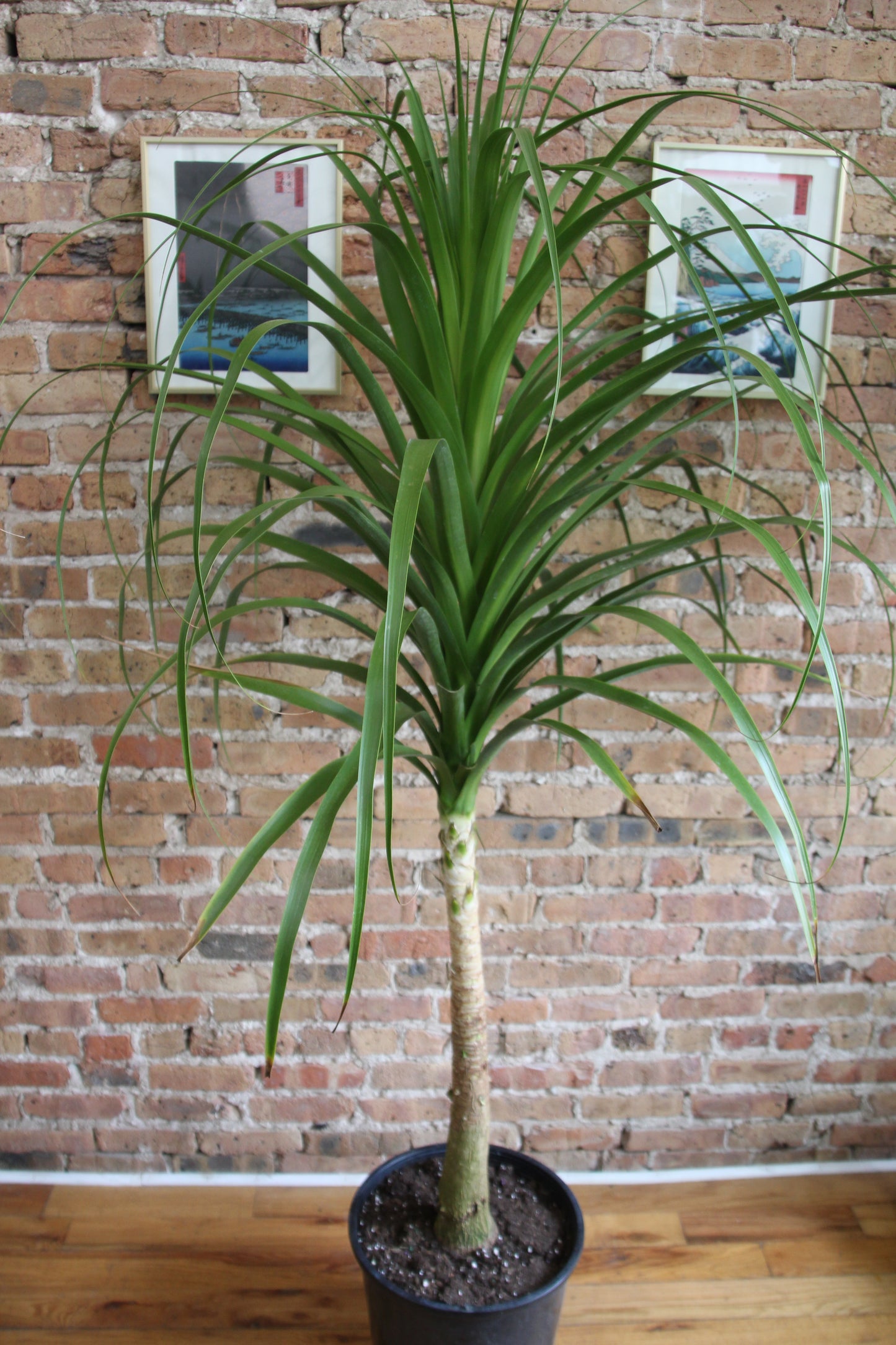 Ponytail Palm