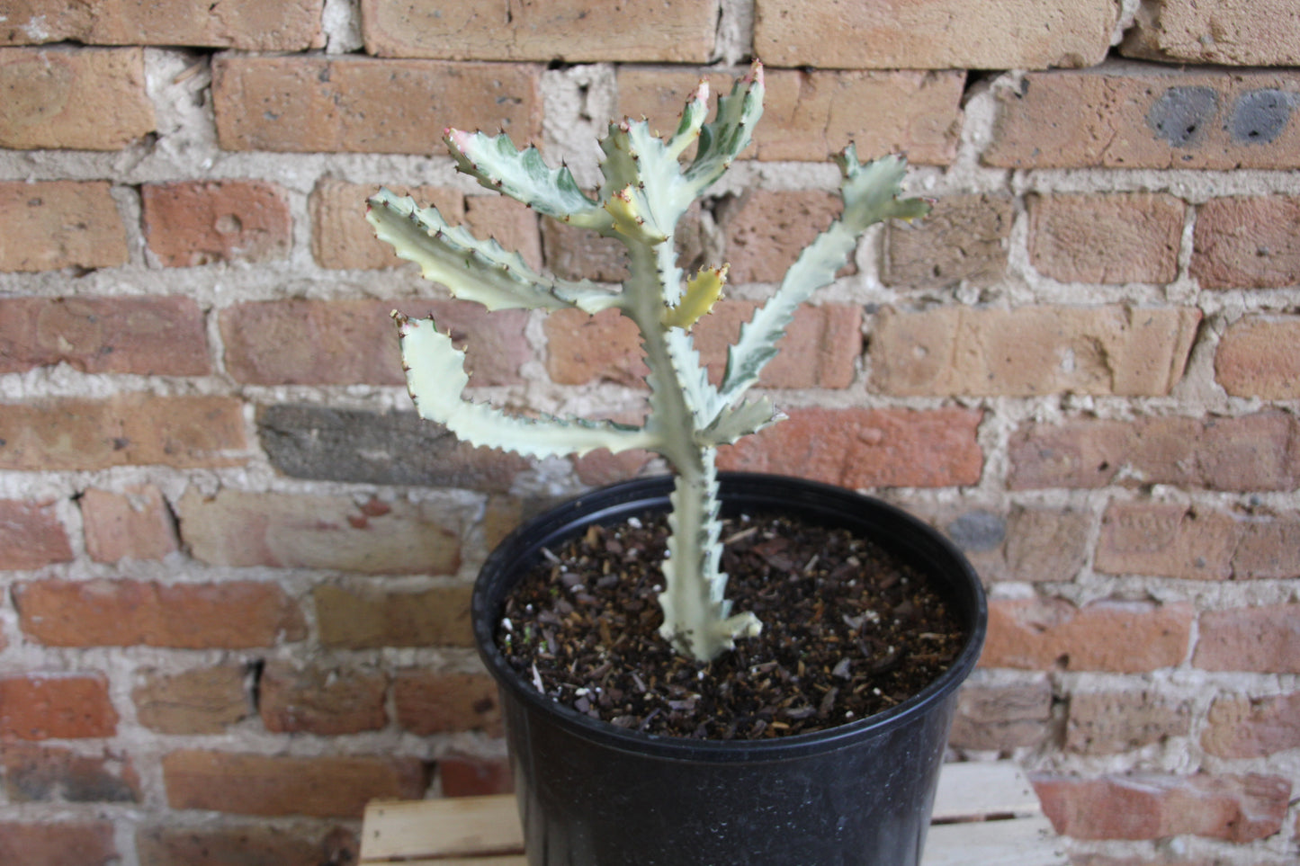 Euphorbia Lactea 'Dragon Bones'