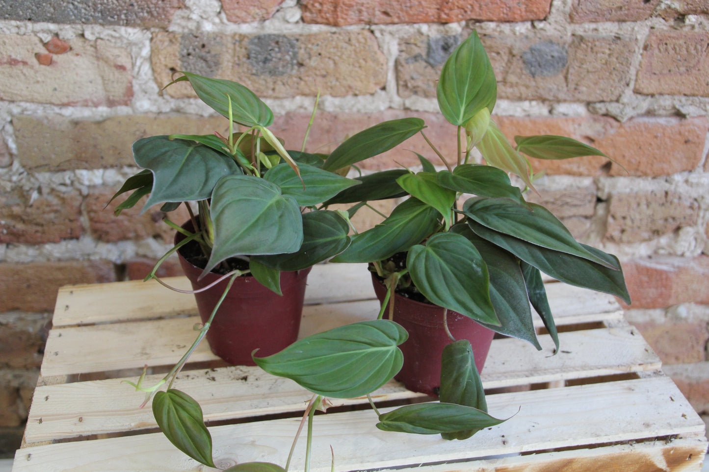 Philodendron Micans