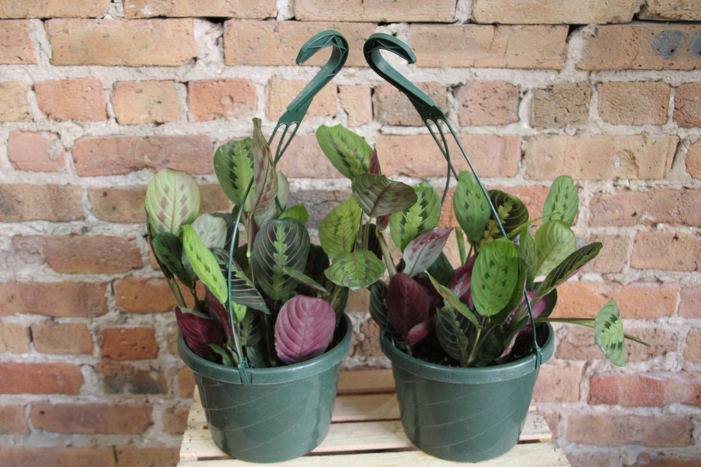 Maranta 'Prayer Plant' Red