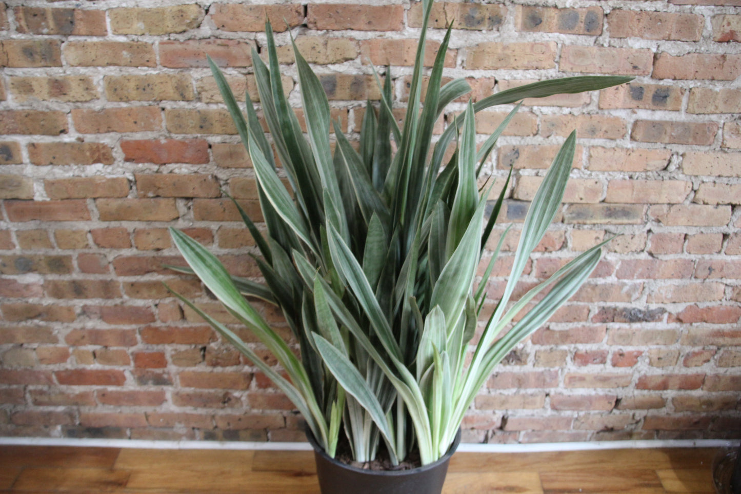 Sansevieria Sayuri