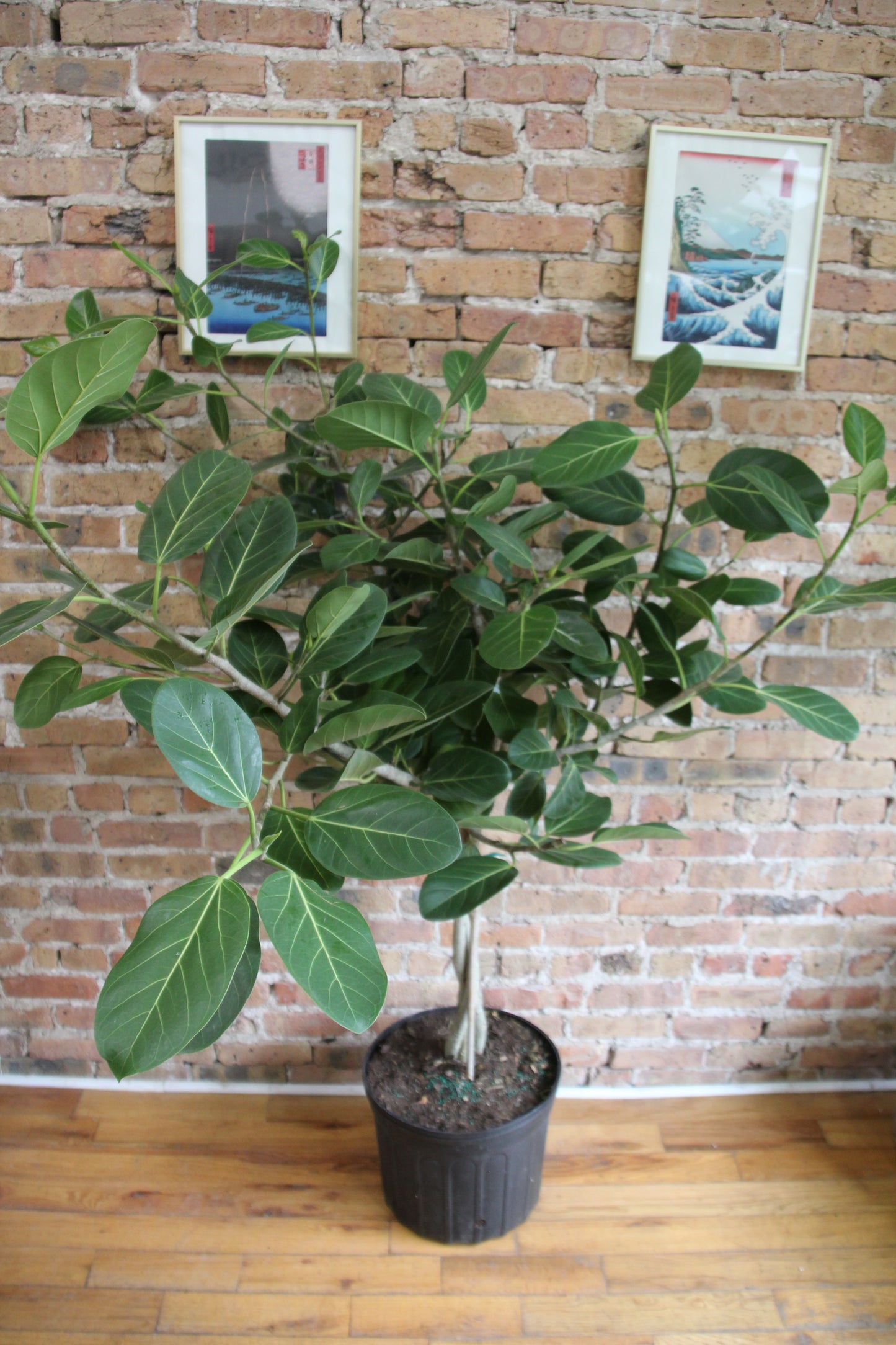 Ficus Audrey