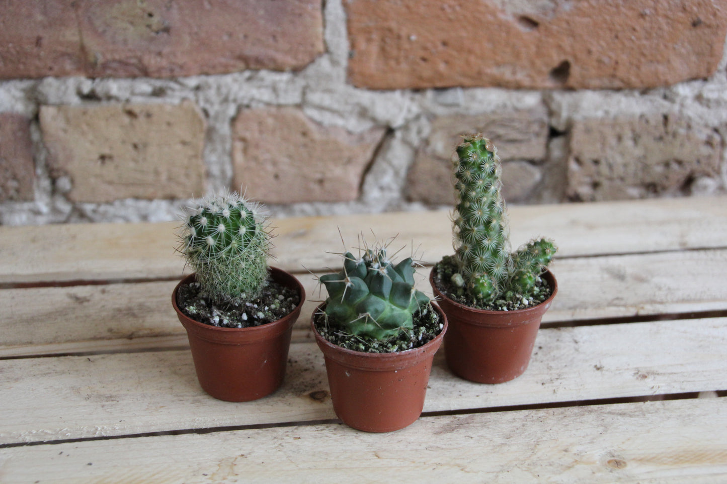 Cactus - Assorted