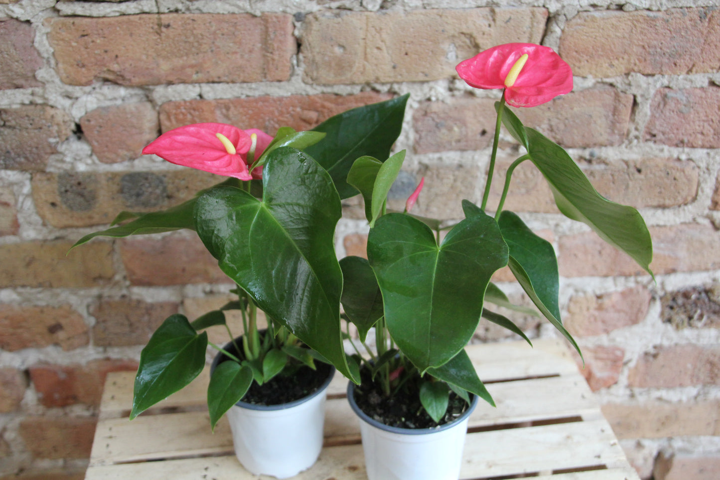 Anthurium Laceleaf