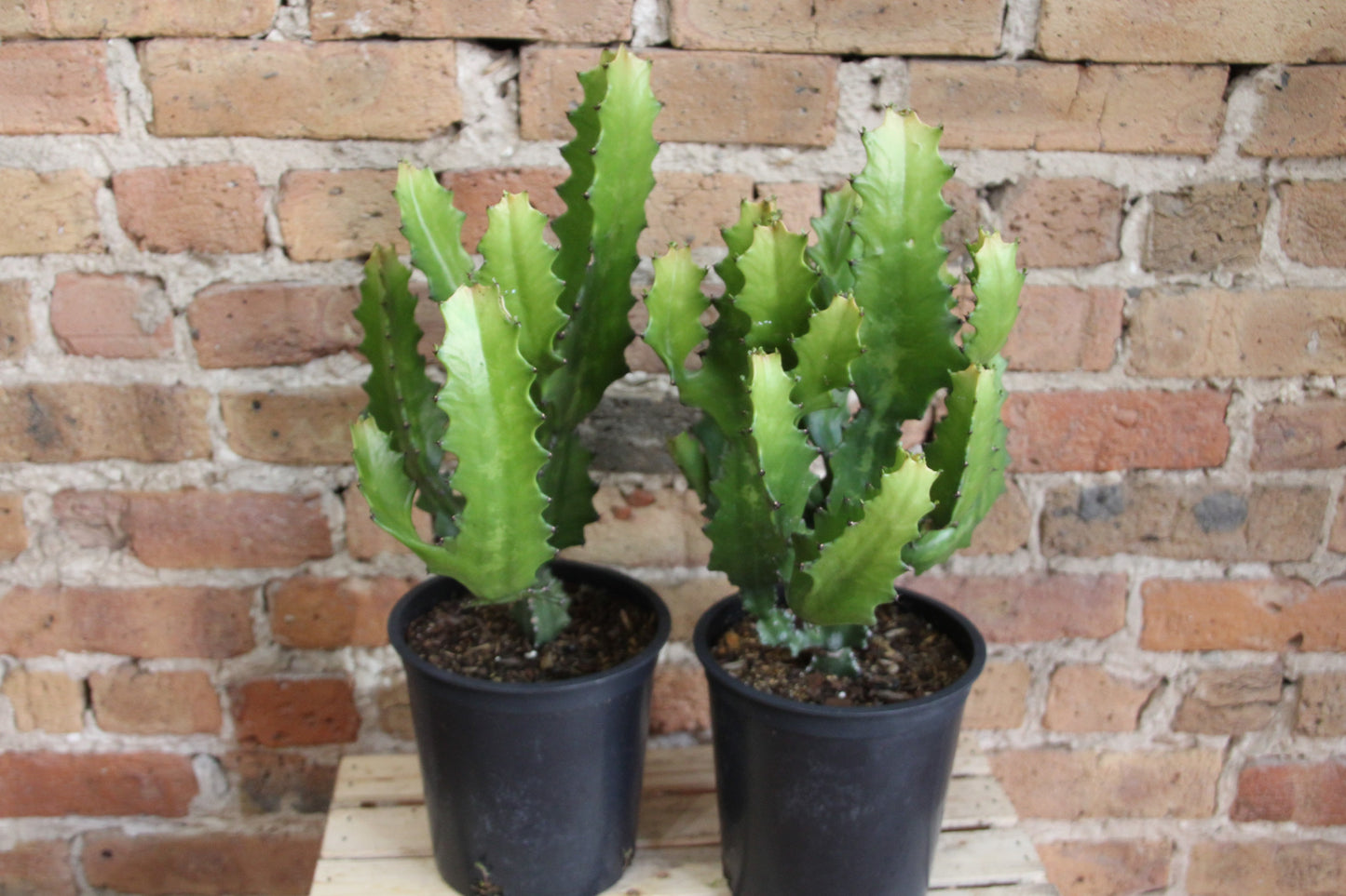 Euphorbia Ingens Cactus