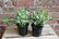 Pothos Pearls and Jade