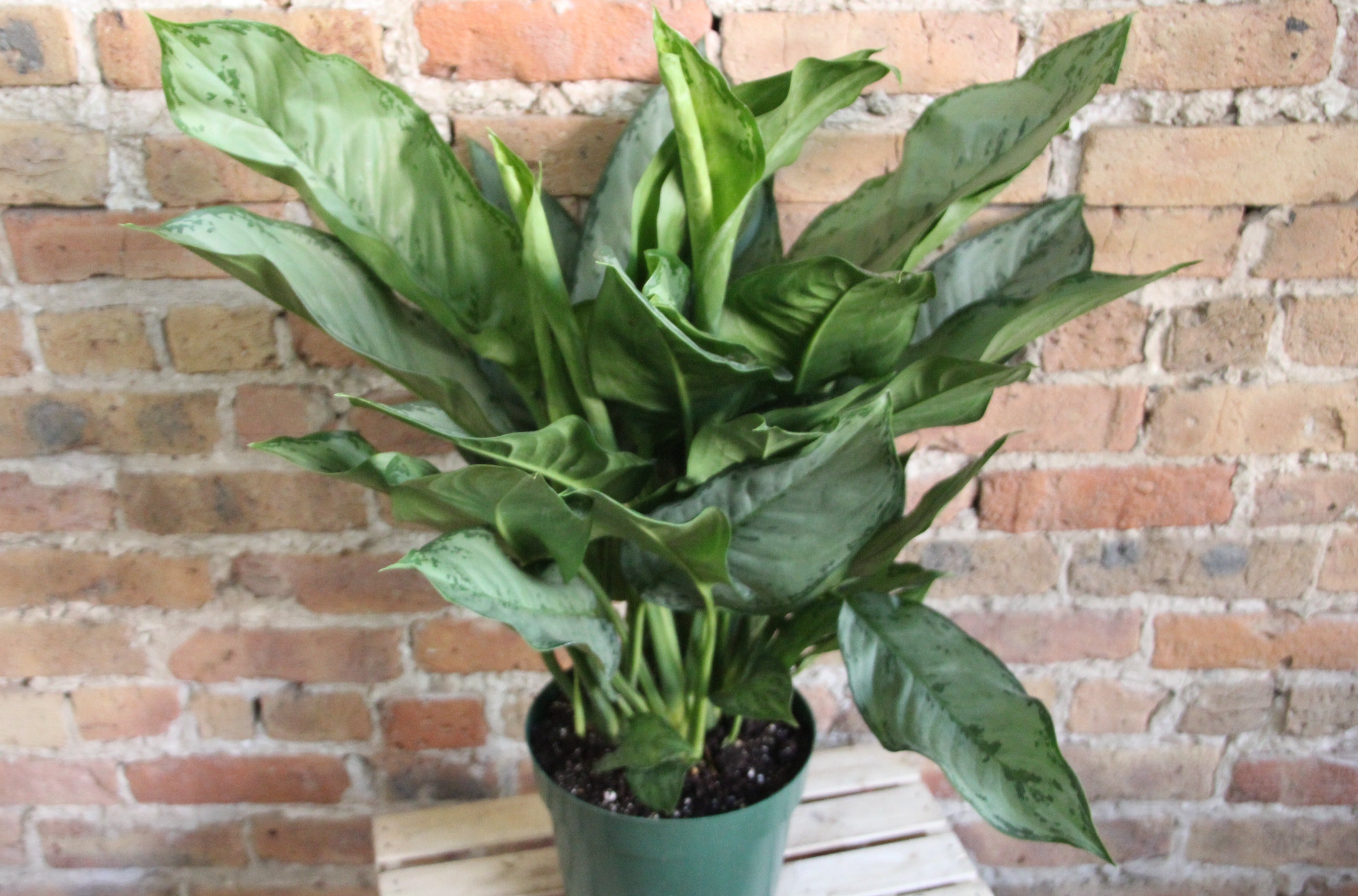 aglaonema bj freeman Aglaonema BJ Freeman
