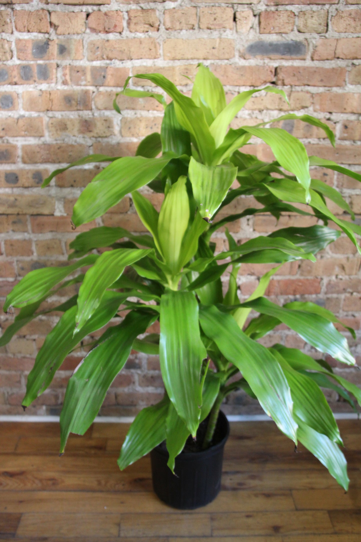 Dracaena Limelight