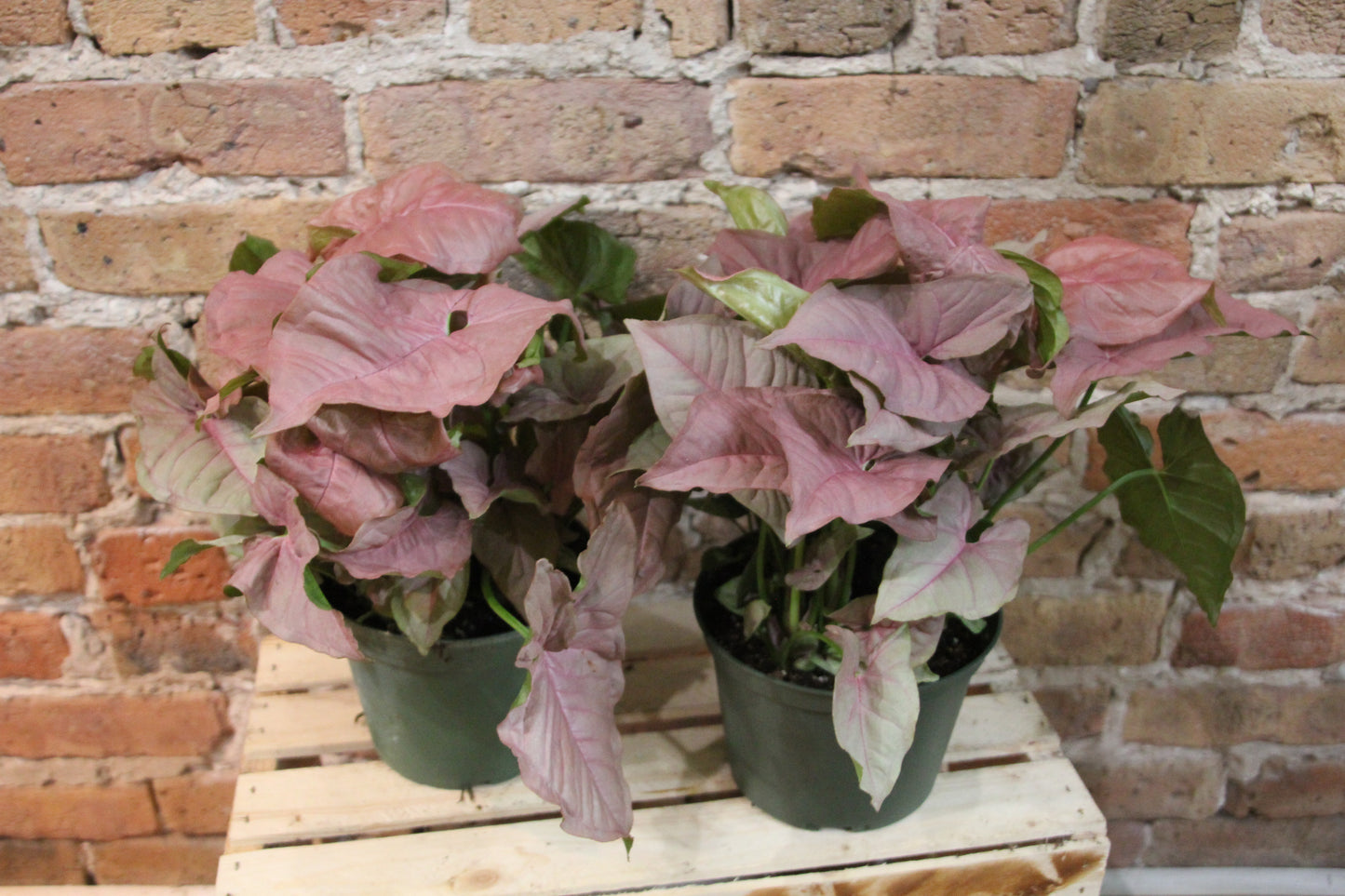 Syngonium Podophyllum