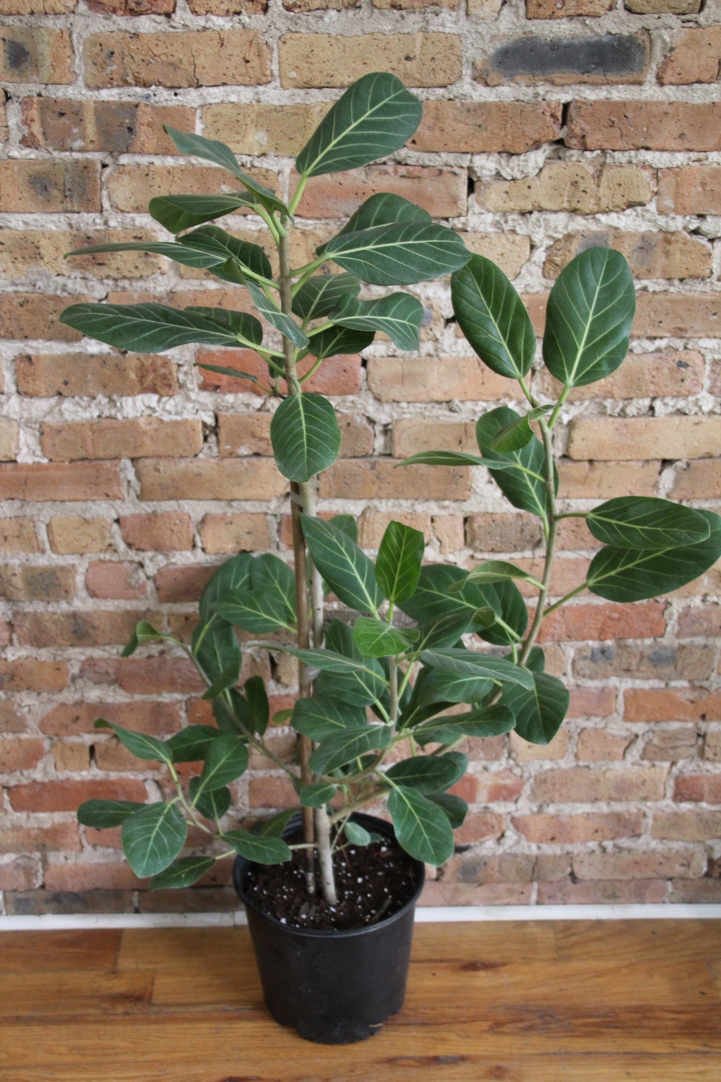 Ficus Audrey