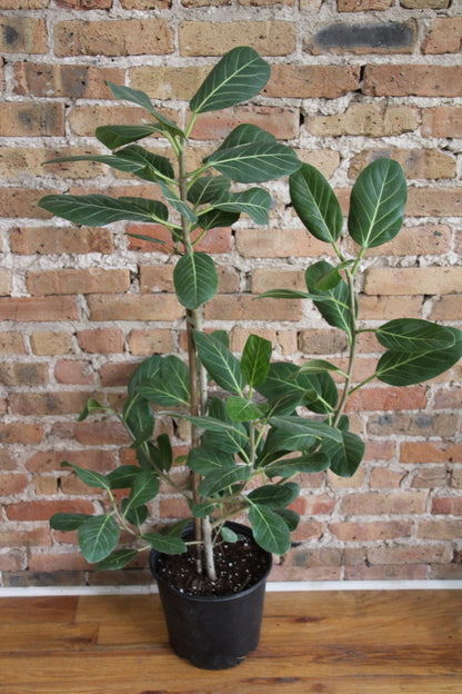 Ficus Audrey