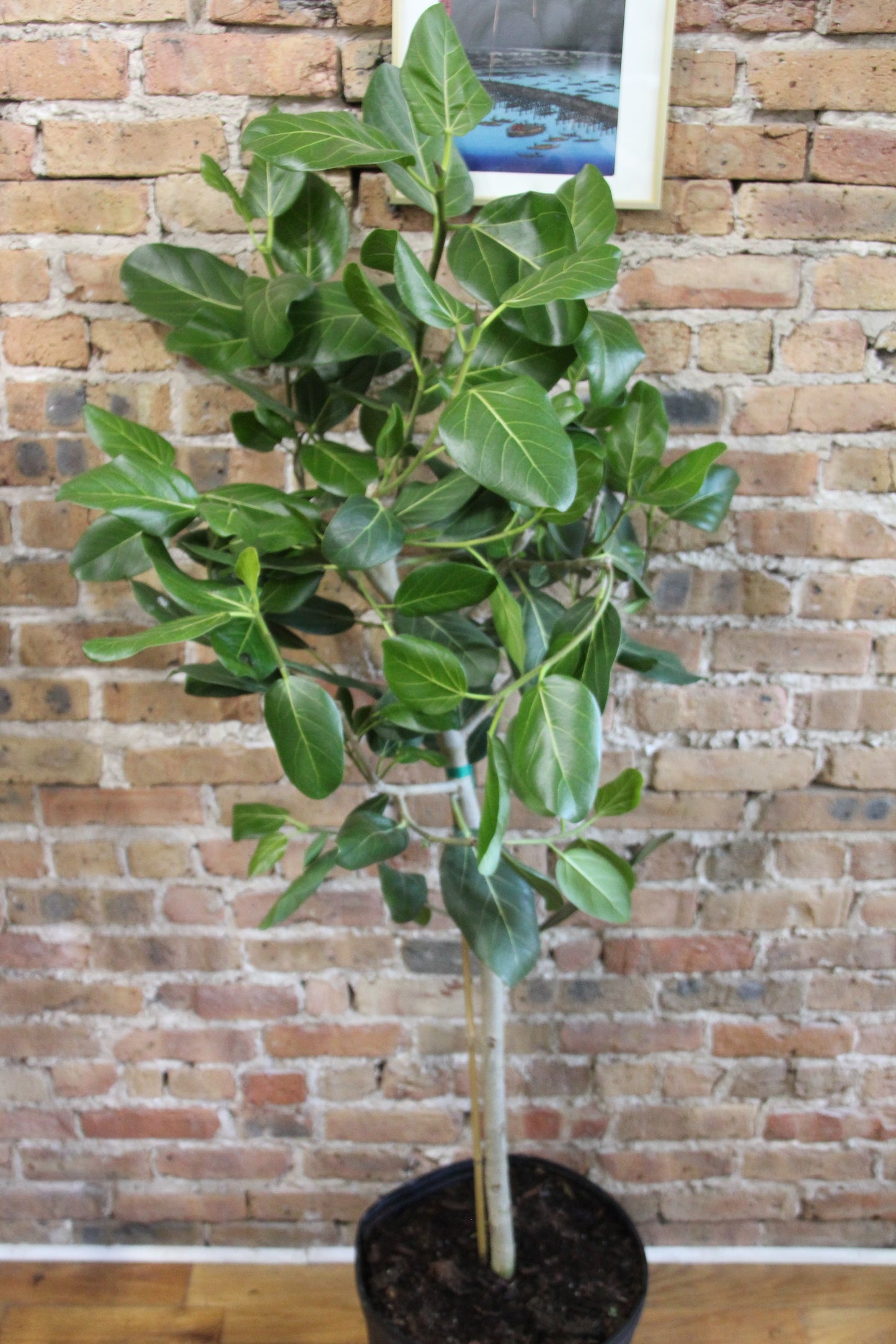 Ficus Audrey