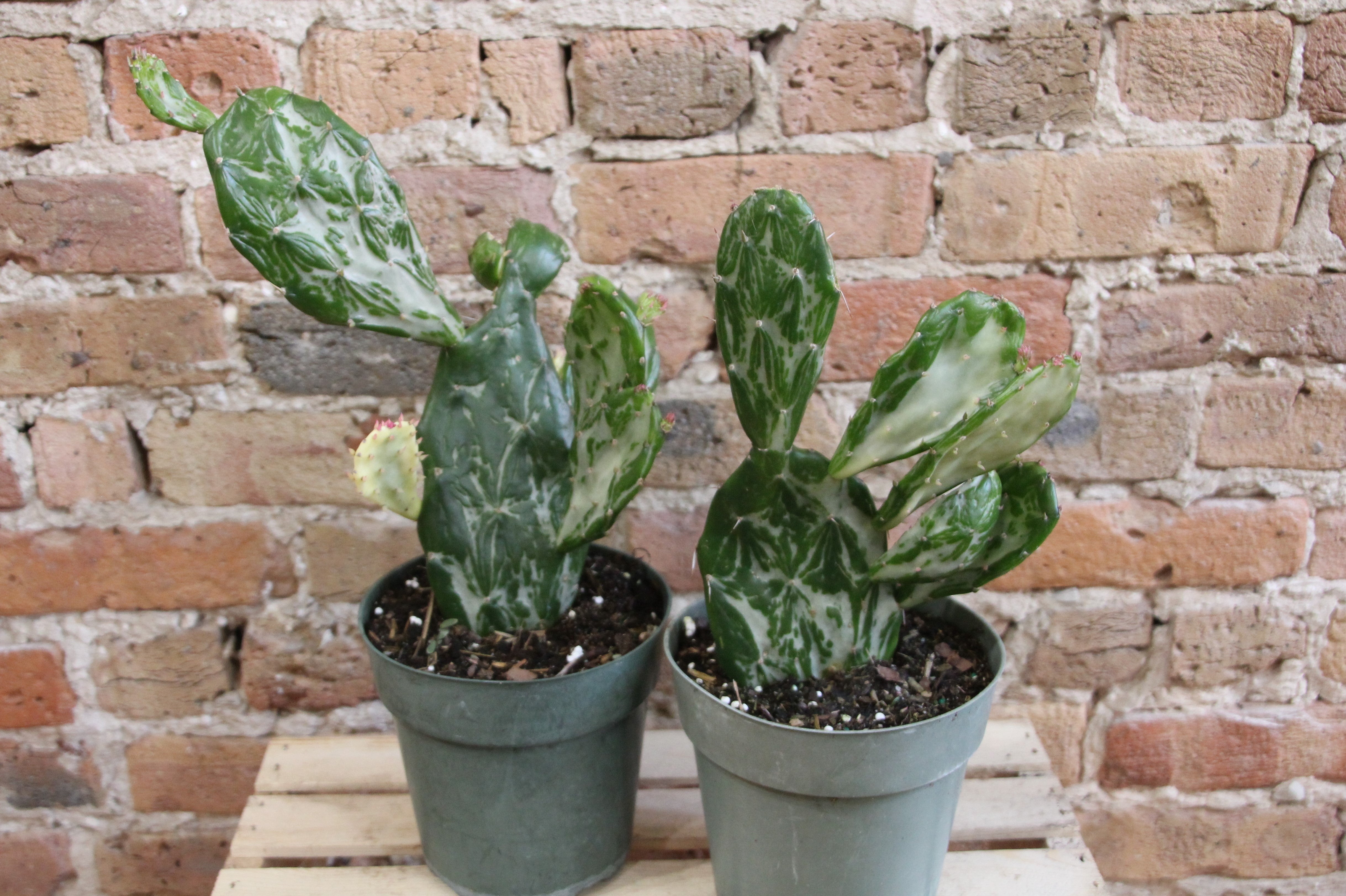 variegated prickly pear cactus Opuntia Cochenillifera 'Prickly Pear' Variegata – Chicago Plants