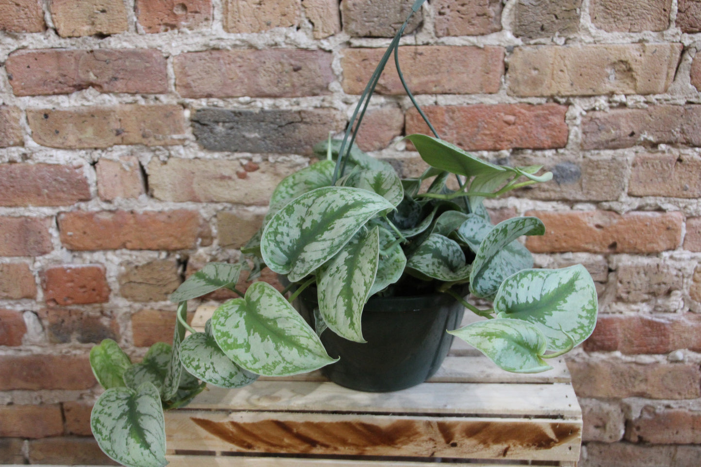 Pothos Silver Satin