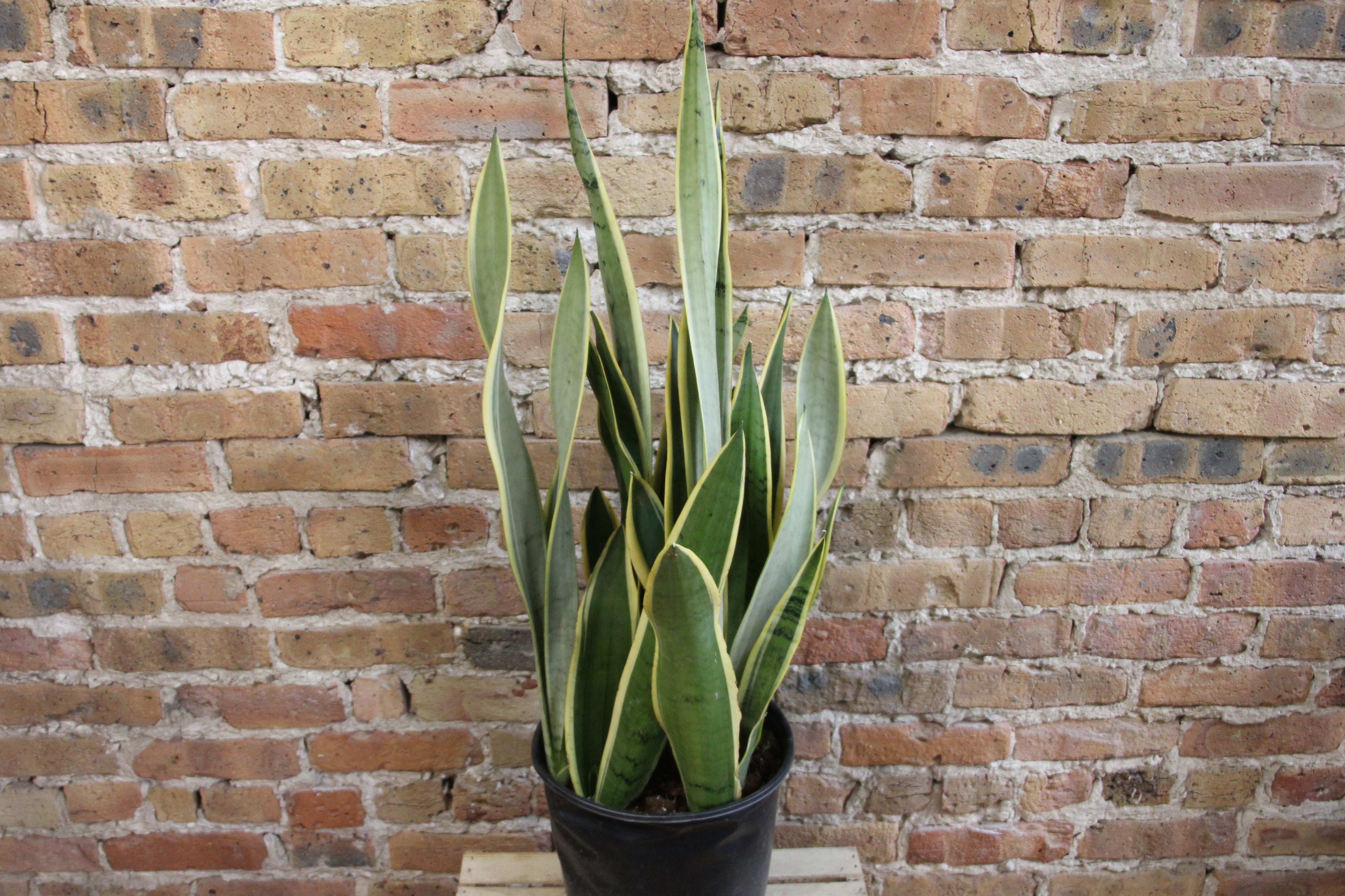 sansevieria silver steel Sansevieria Silver Laurentii – Chicago Plants
