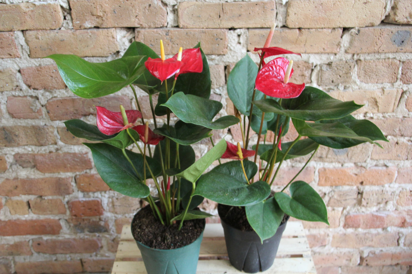 Anthurium Laceleaf