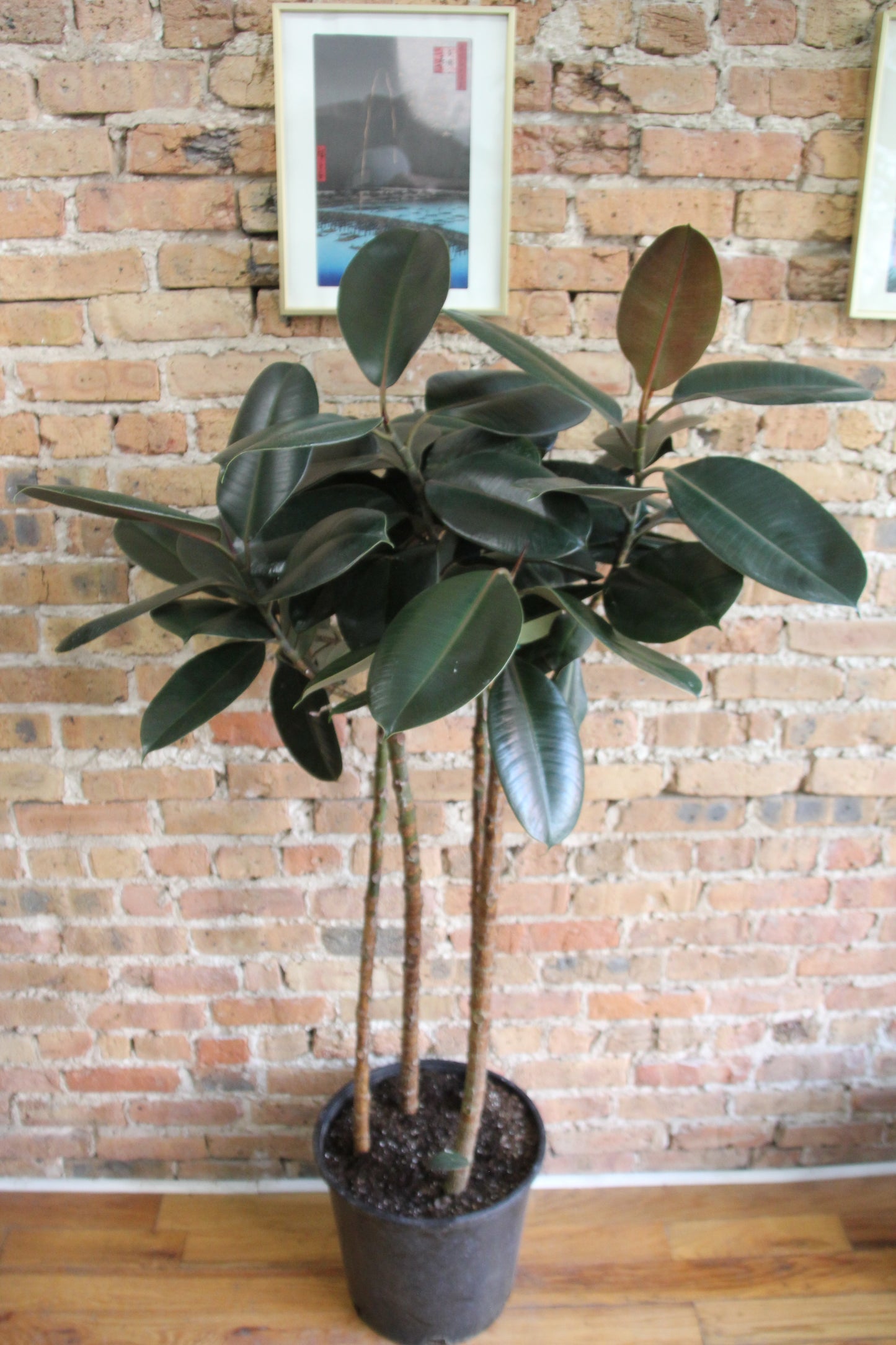 Ficus Elastica Burgundy 'Rubber Tree'