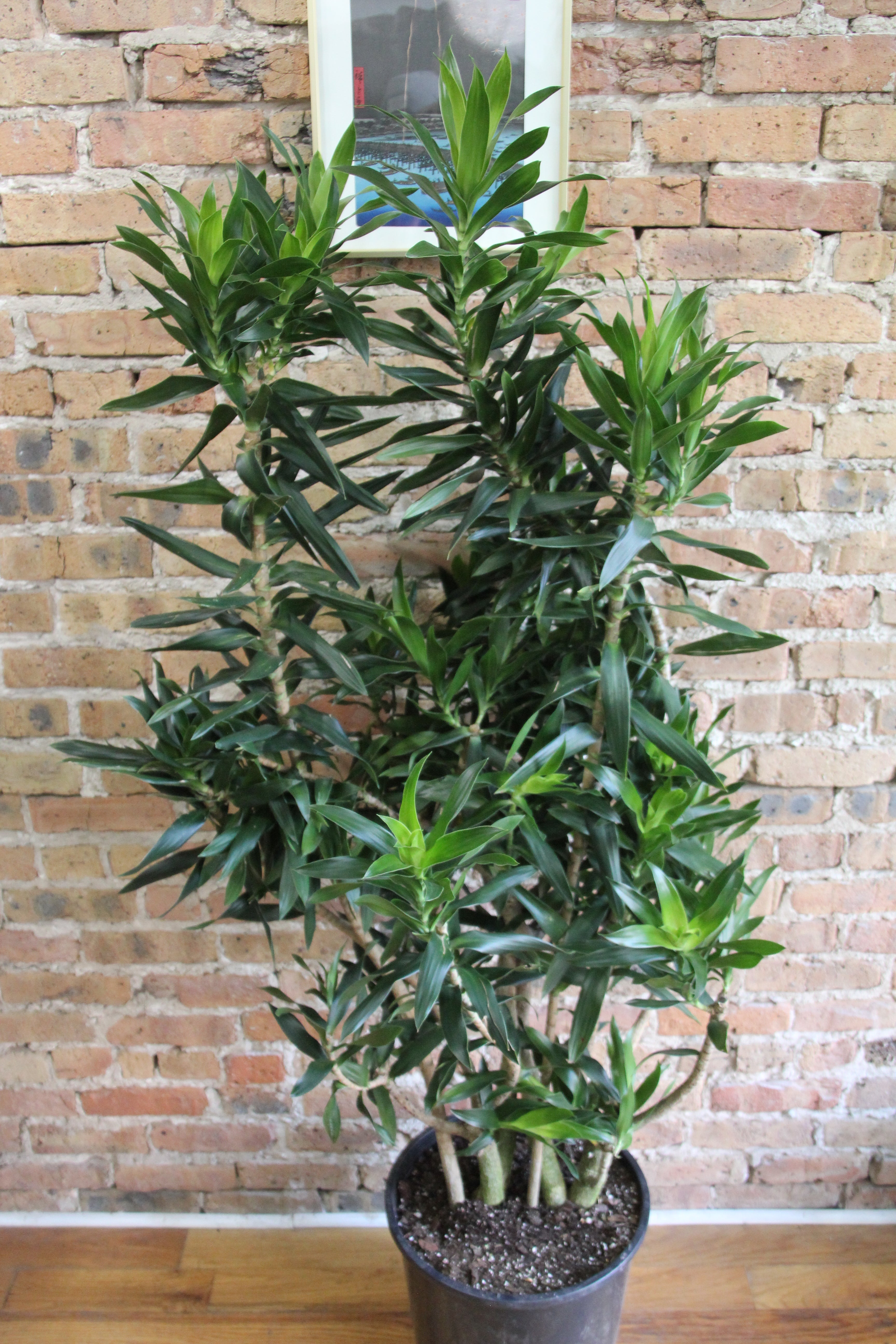 red dracaena reflexa Dracaena Reflexa – Chicago Plants