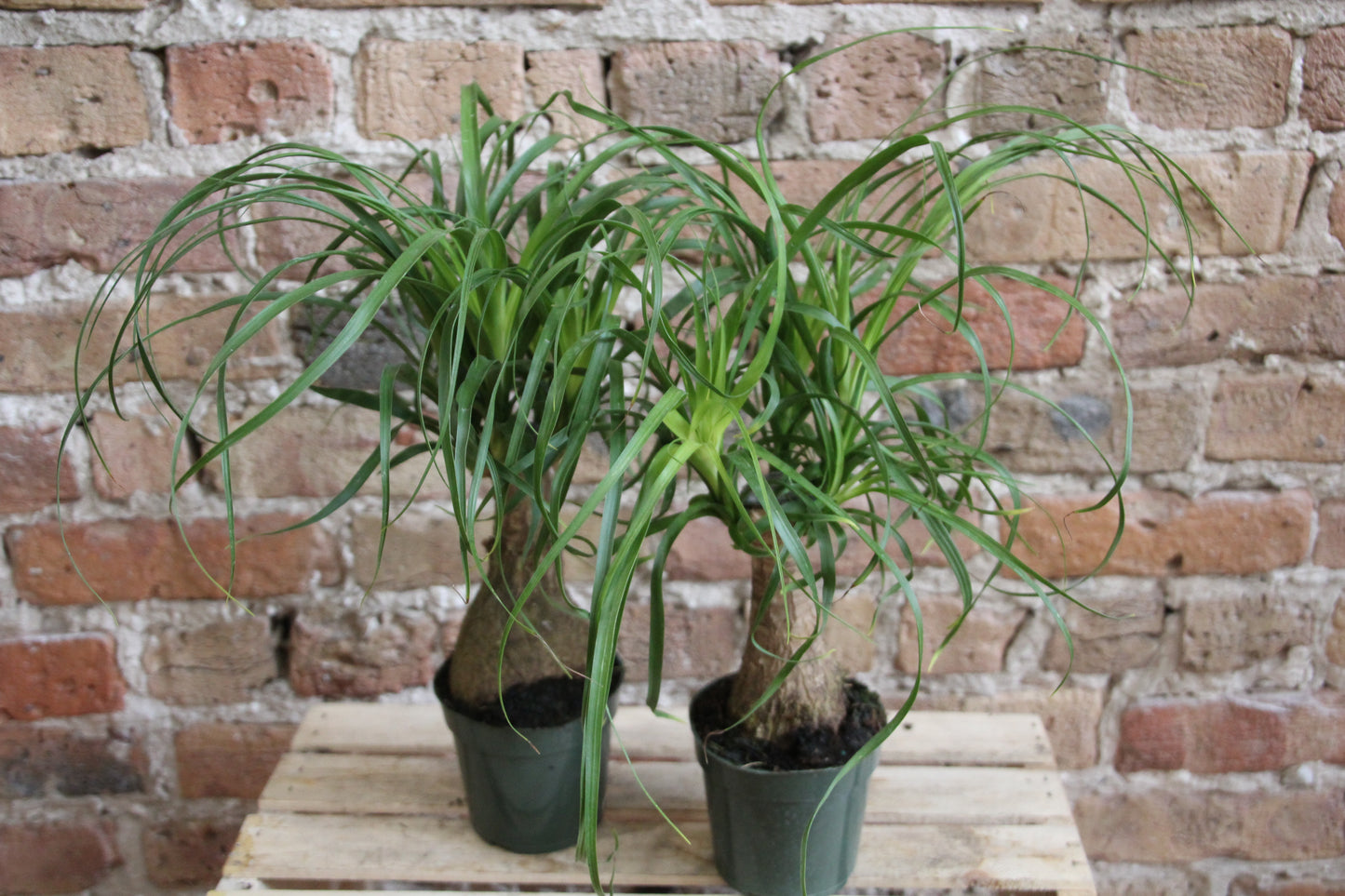 Ponytail Palm