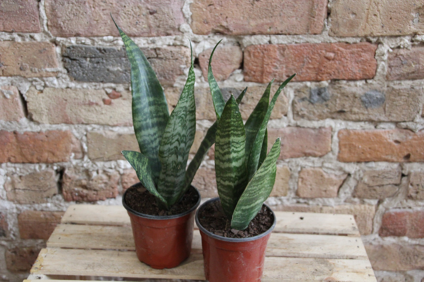 Sansevieria Black Coral