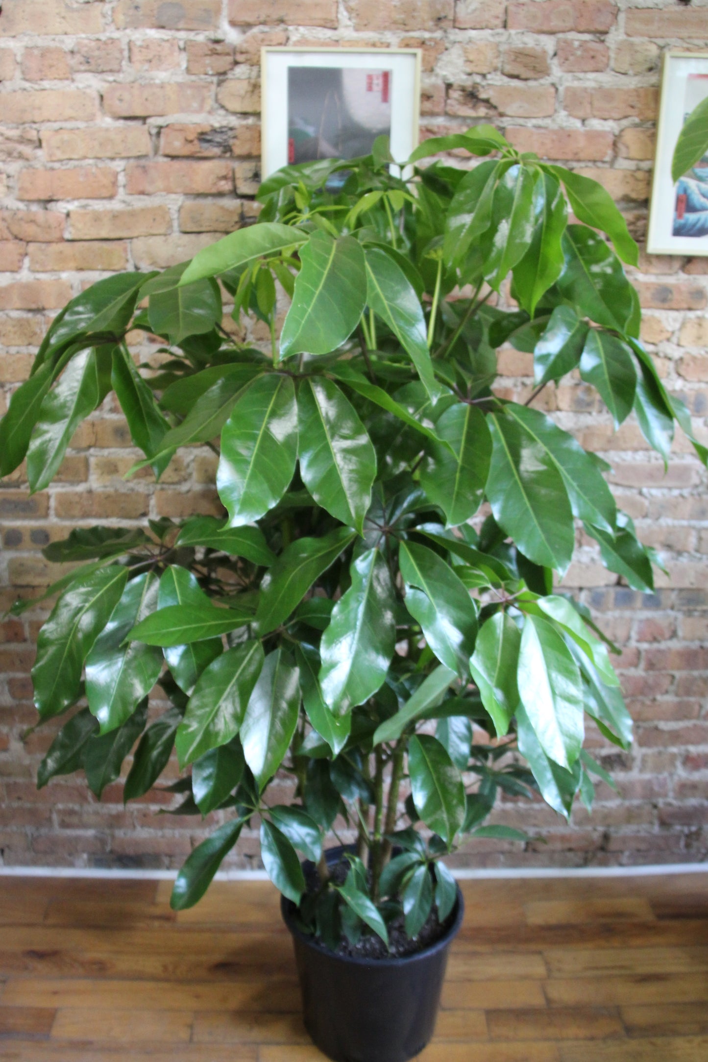 Schefflera Amate