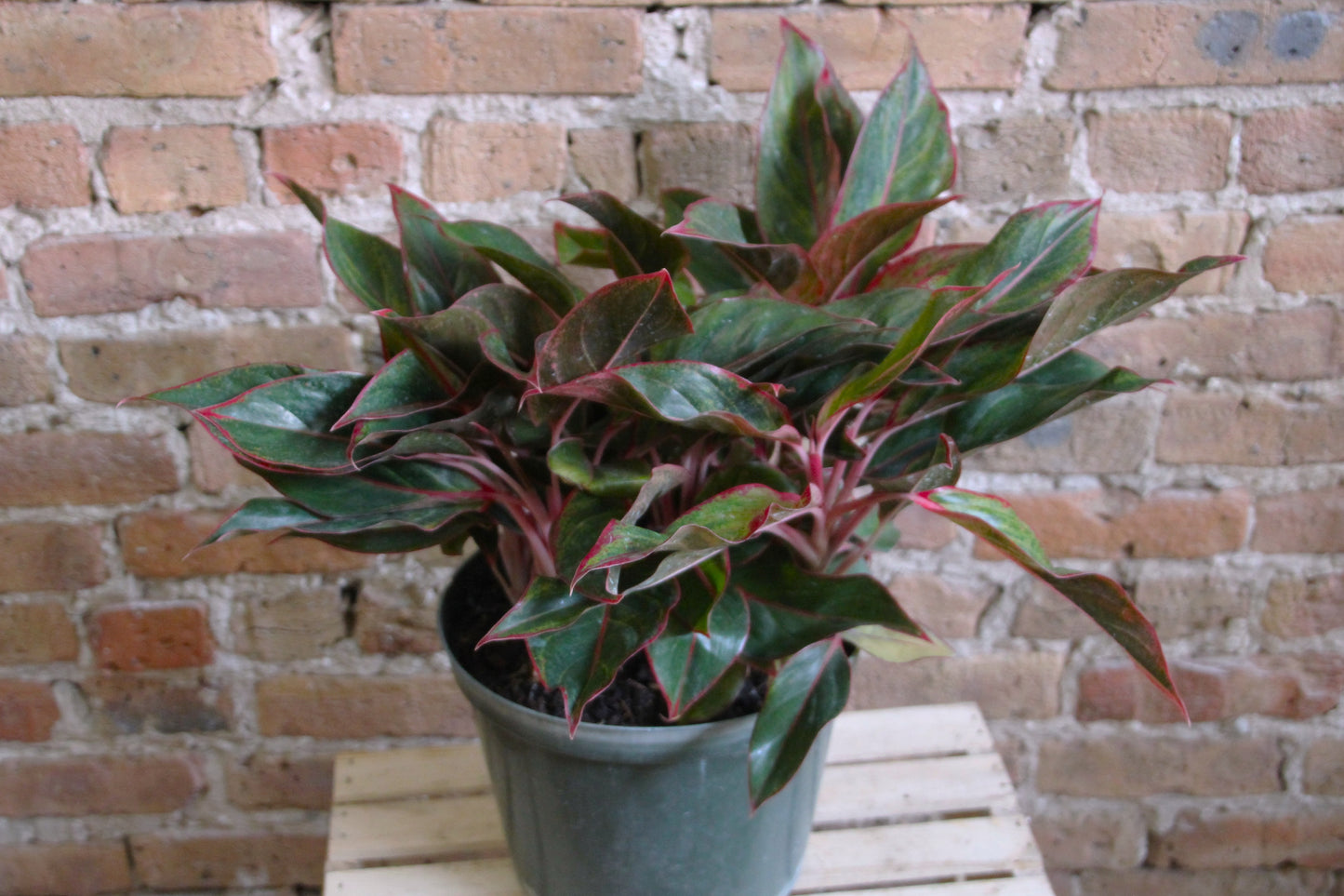 Aglaonema Siam Red