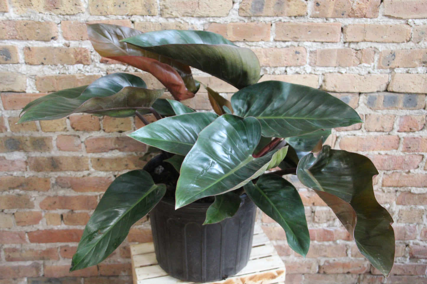 Philodendron Congo