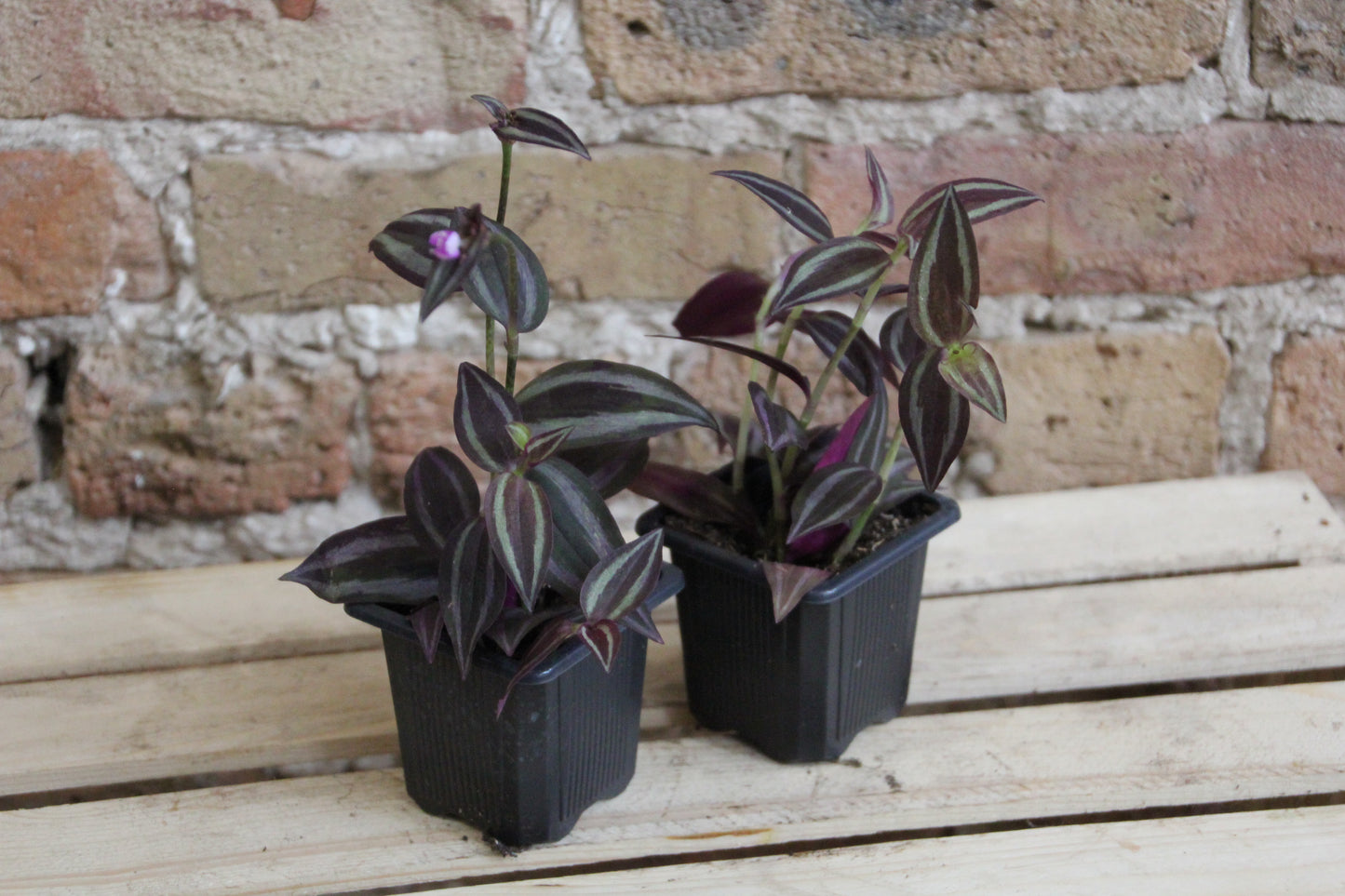 Tradescantia Zebrina