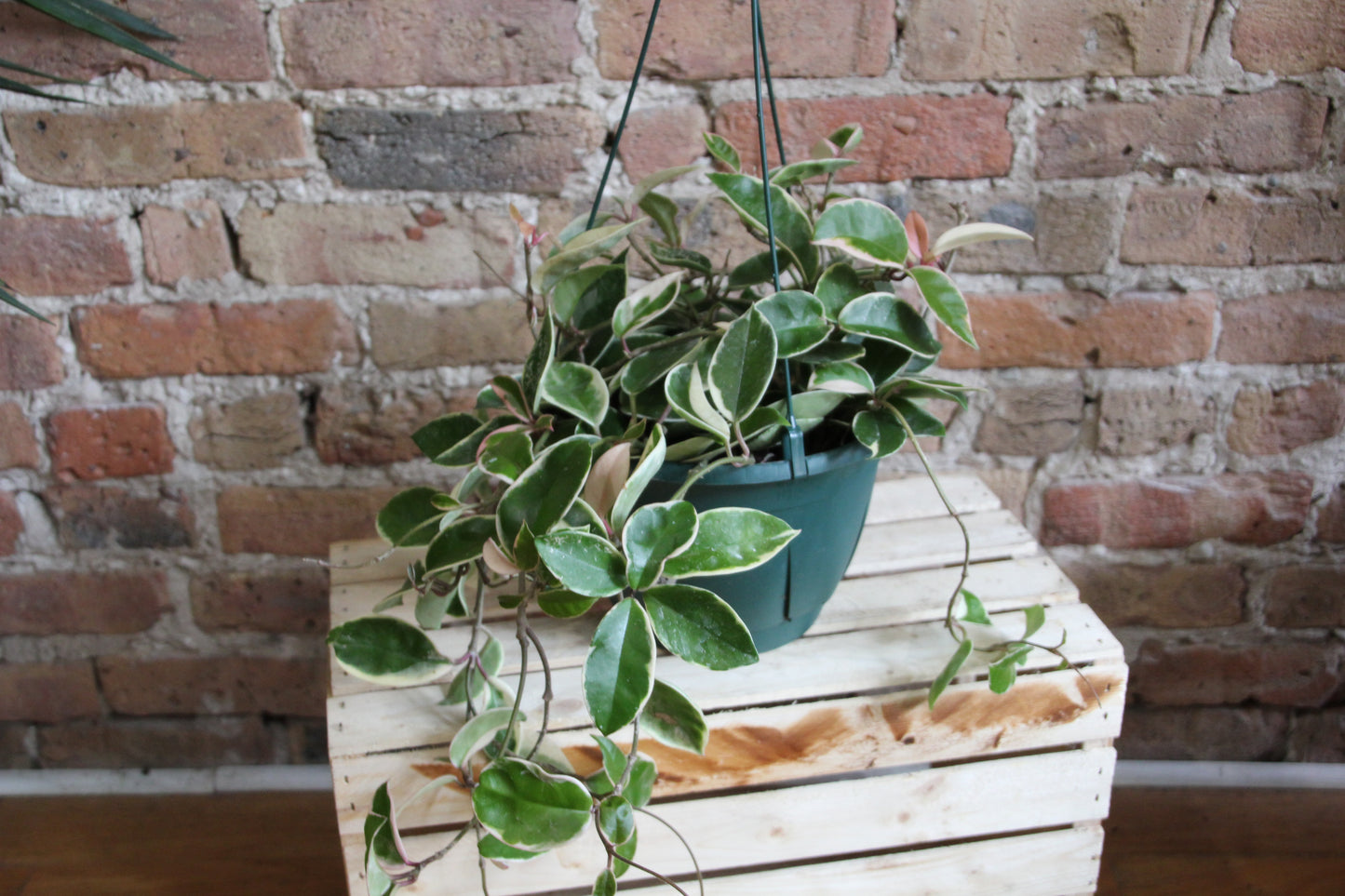 Hoya Carnosa Variegata