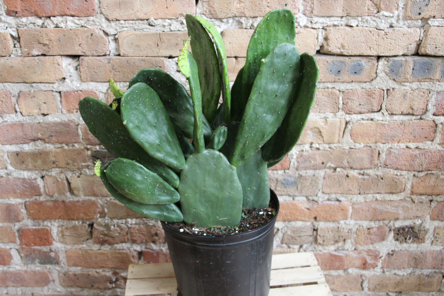Opuntia 'Prickly Pear' Cactus