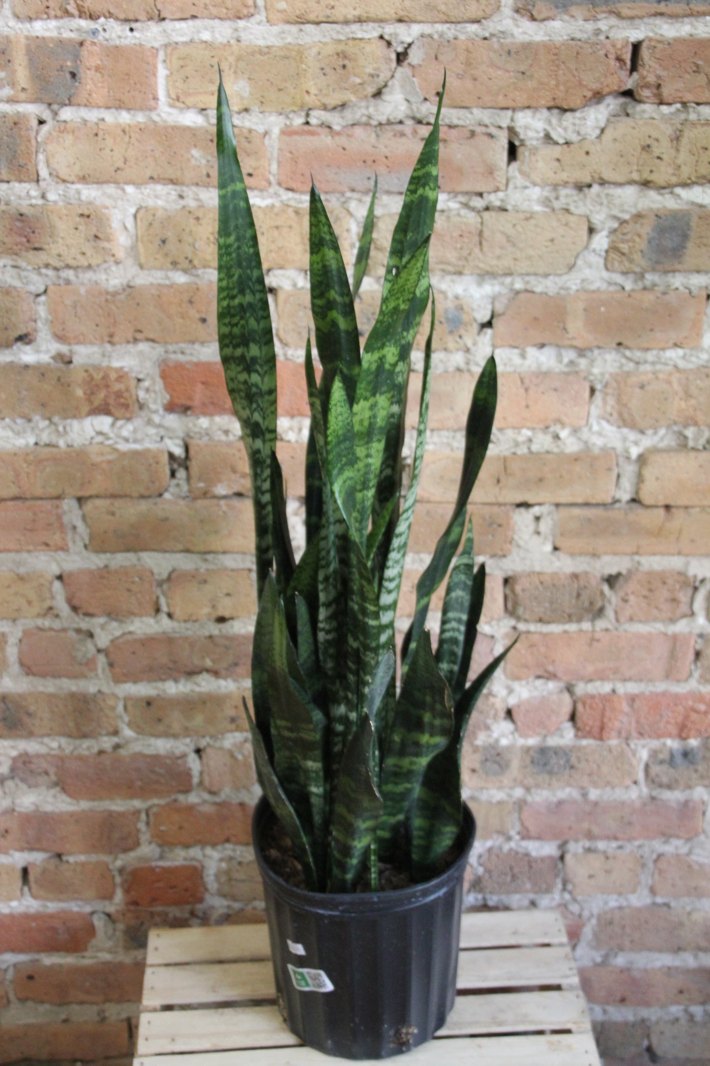 Sansevieria Black Coral