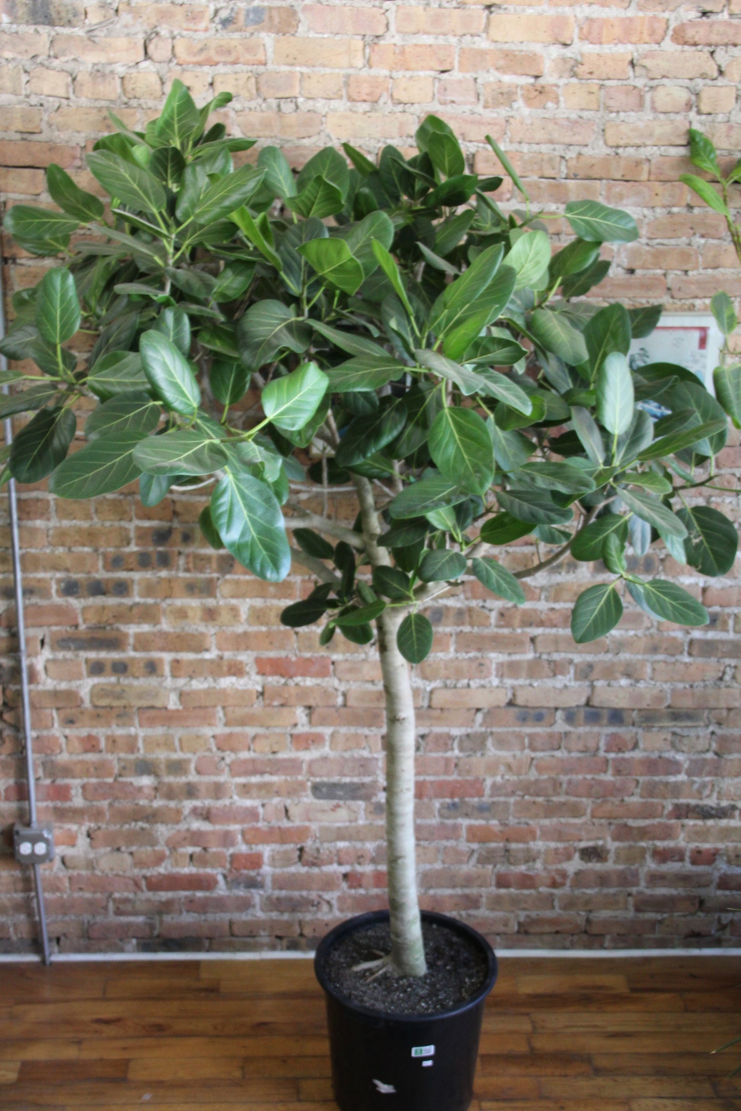 Ficus Audrey