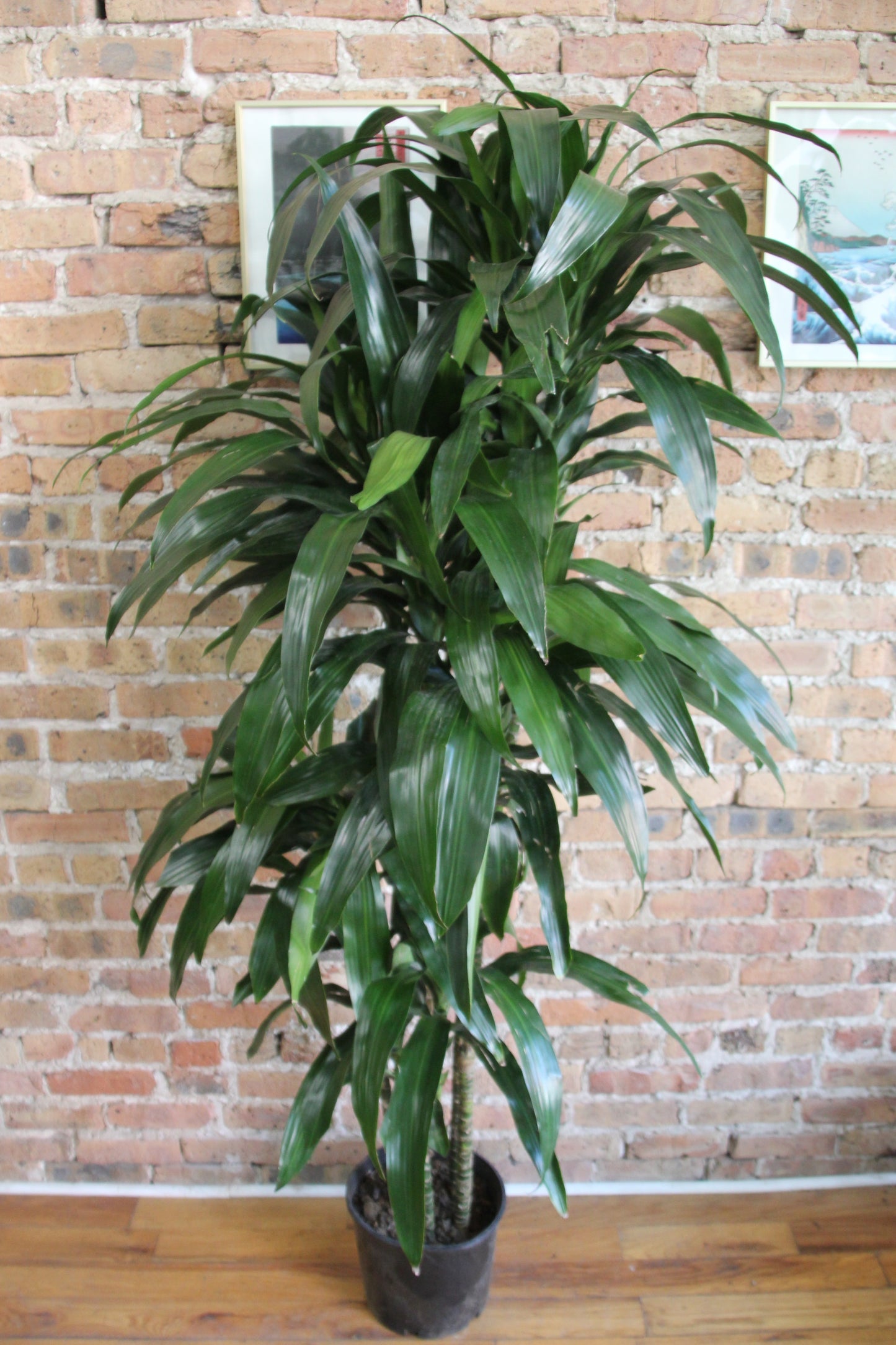 Dracaena Elegans