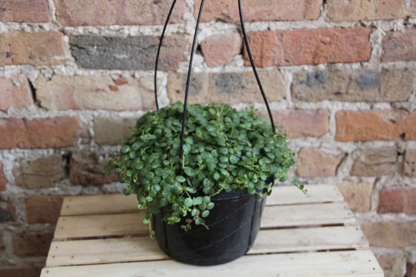 Peperomia Prostrata 'String of Turtles'