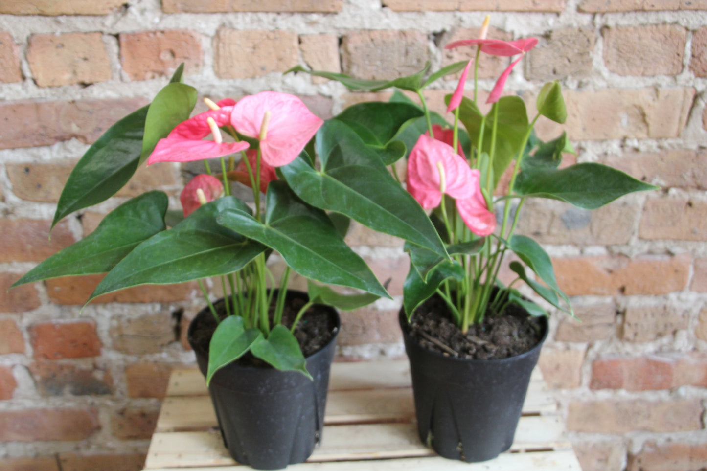 Anthurium Laceleaf