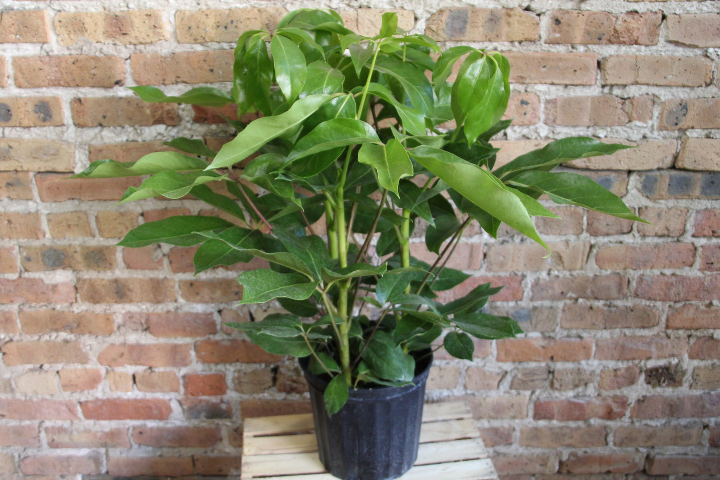 Schefflera Amate