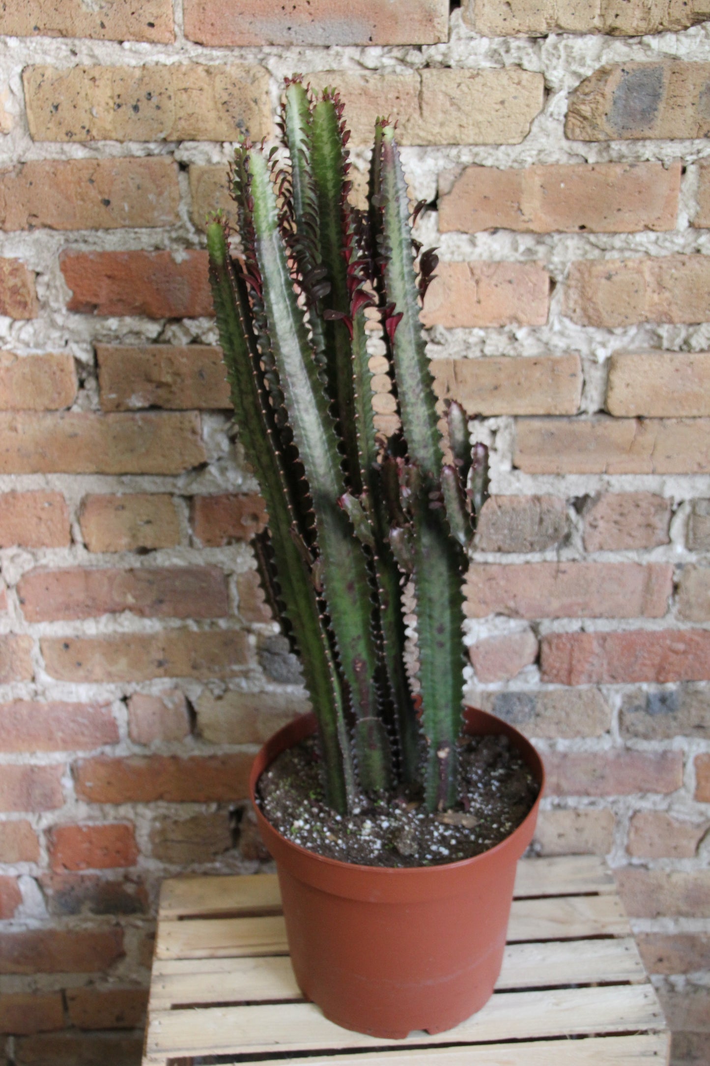 Euphorbia Trigona Cactus