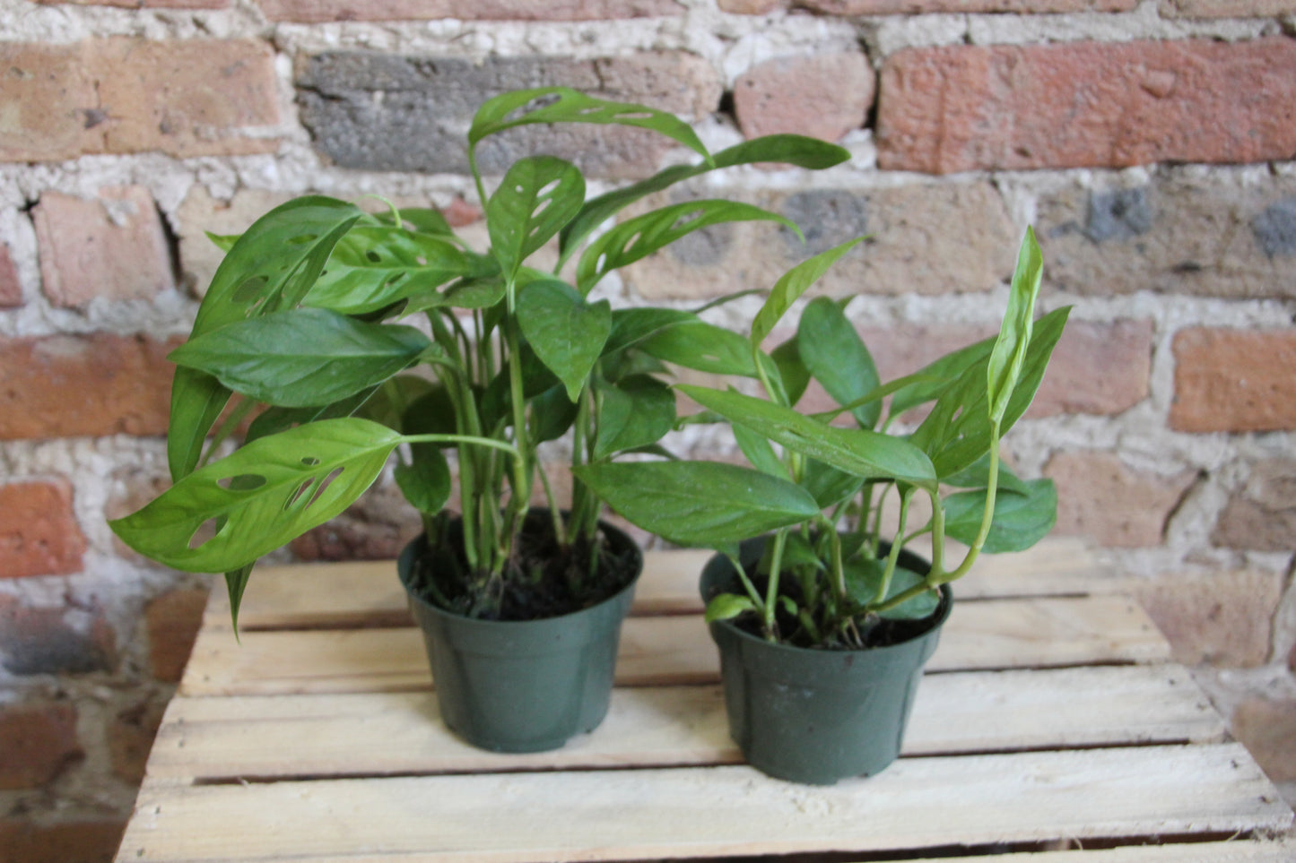 Philodendron Adansonii 'Swiss Cheese'