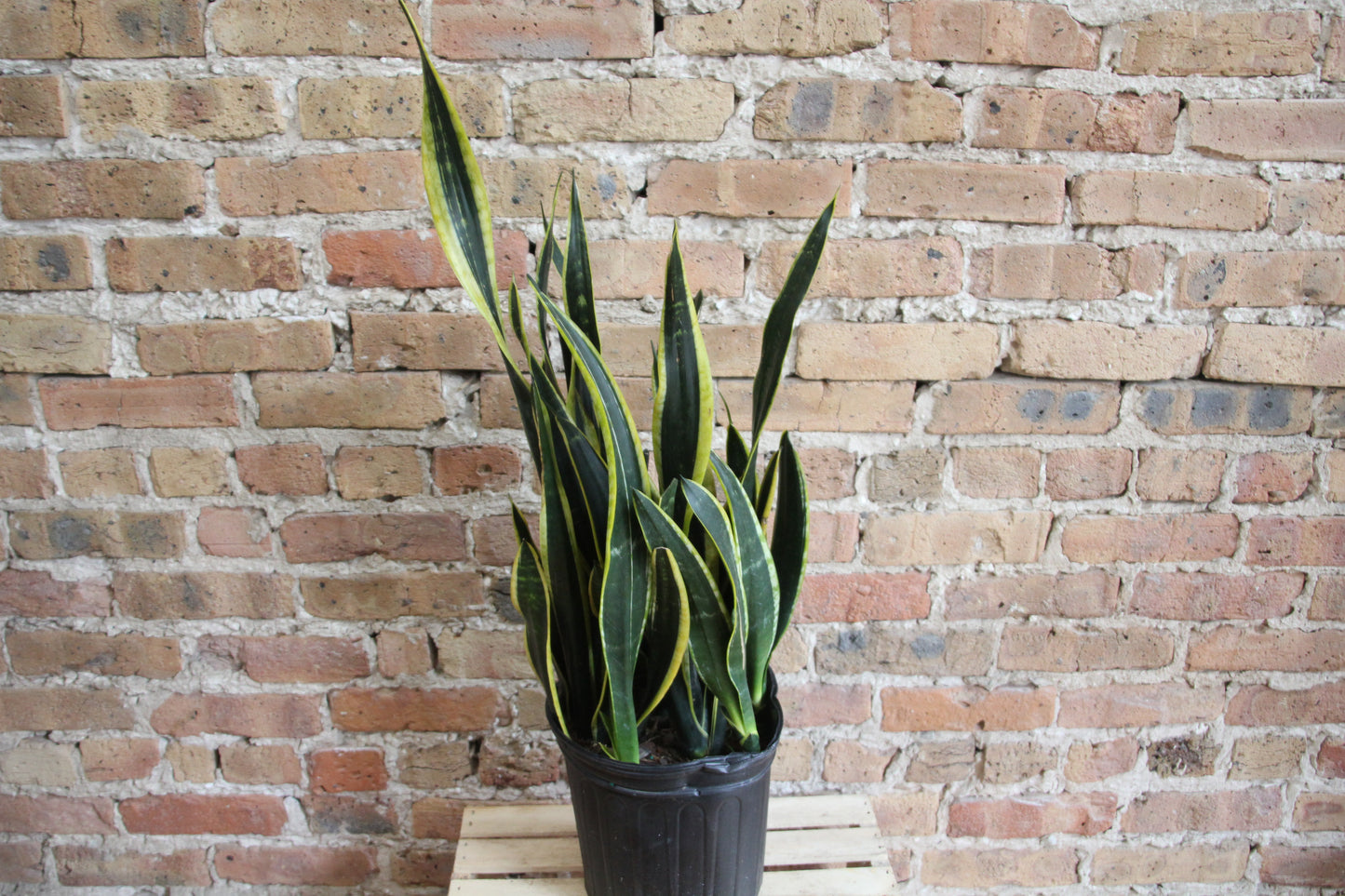 Sansevieria Black Gold