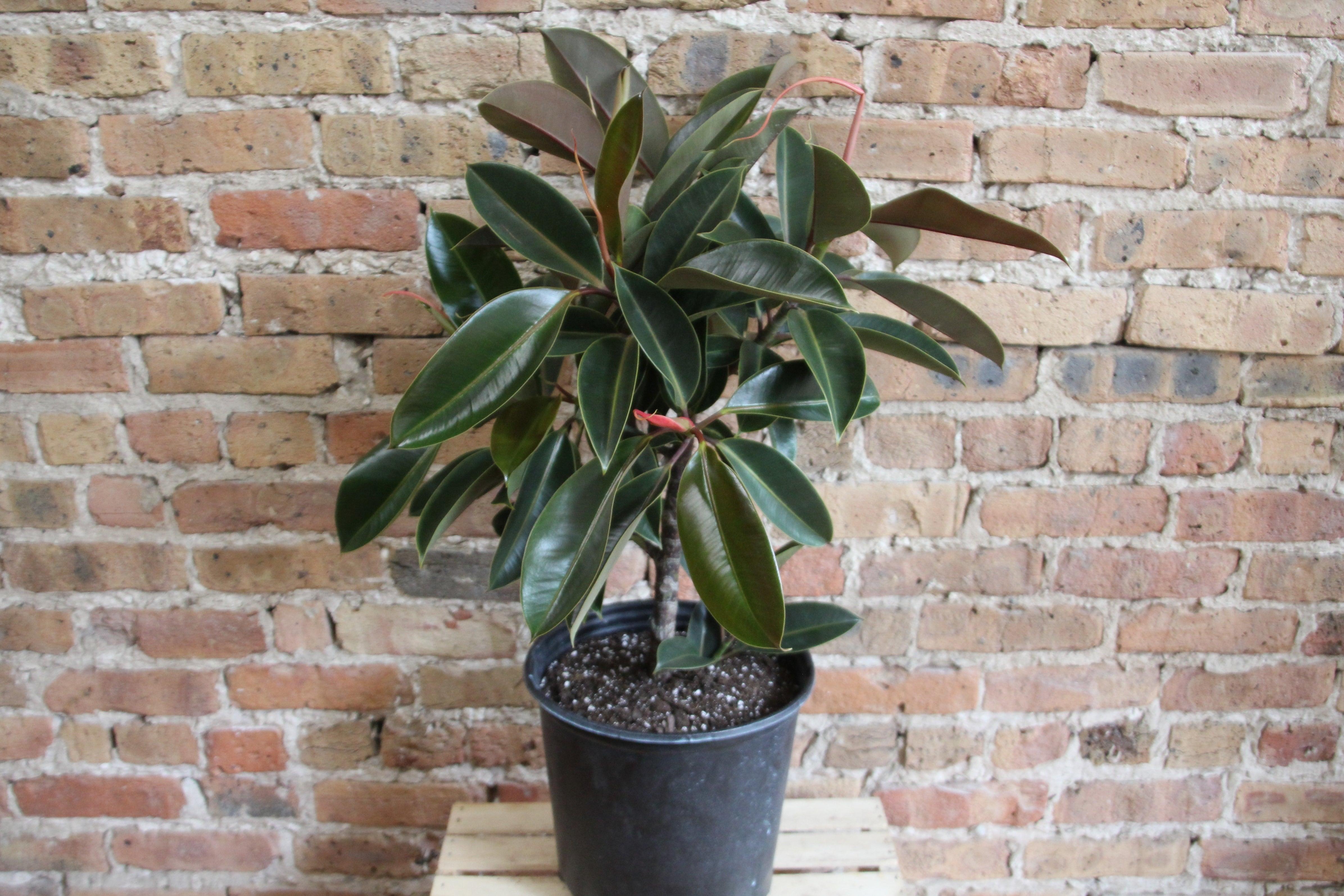 rubber tree melany Ficus Elastica Melany