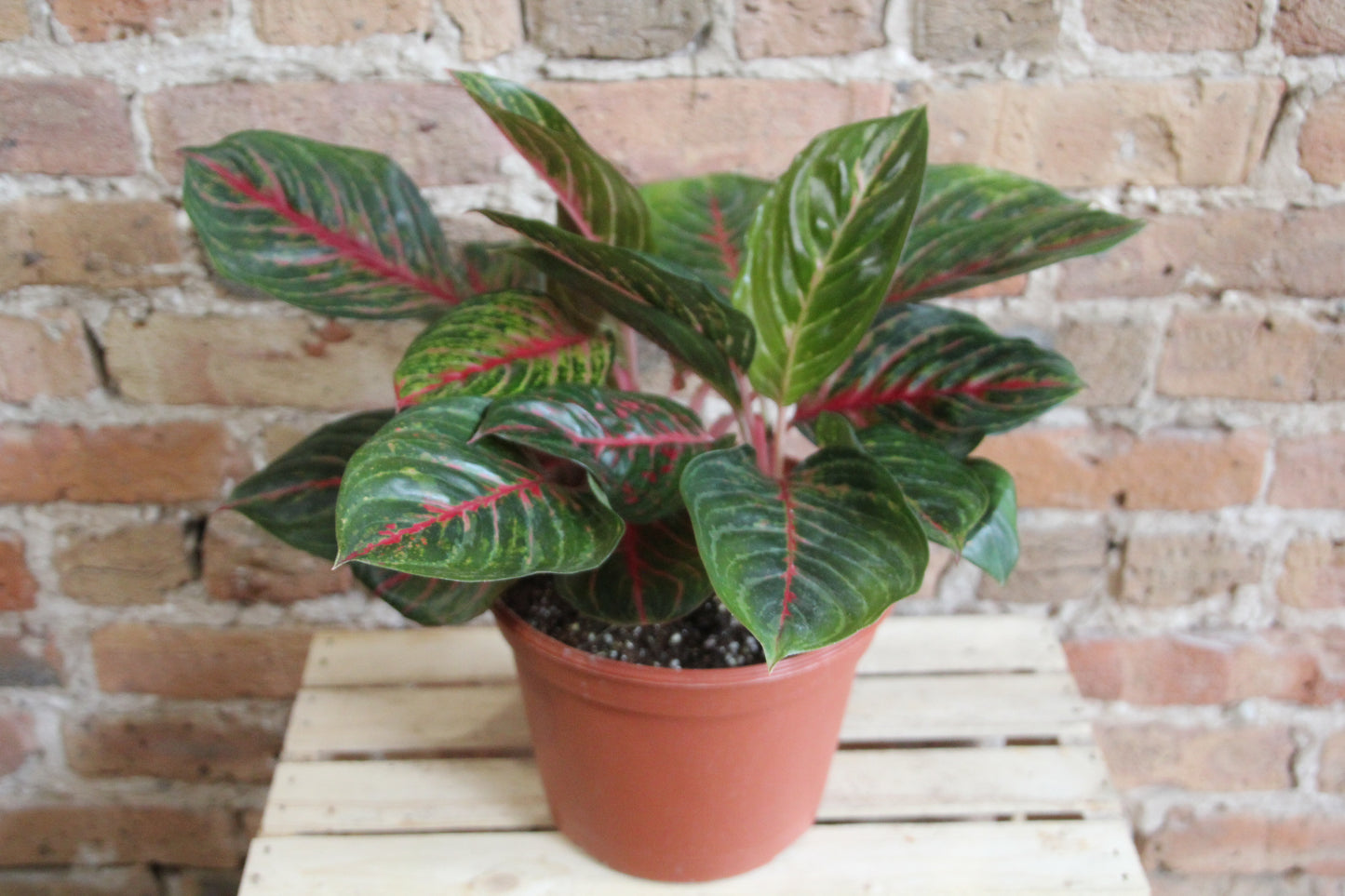 Aglaonema Cocomelon