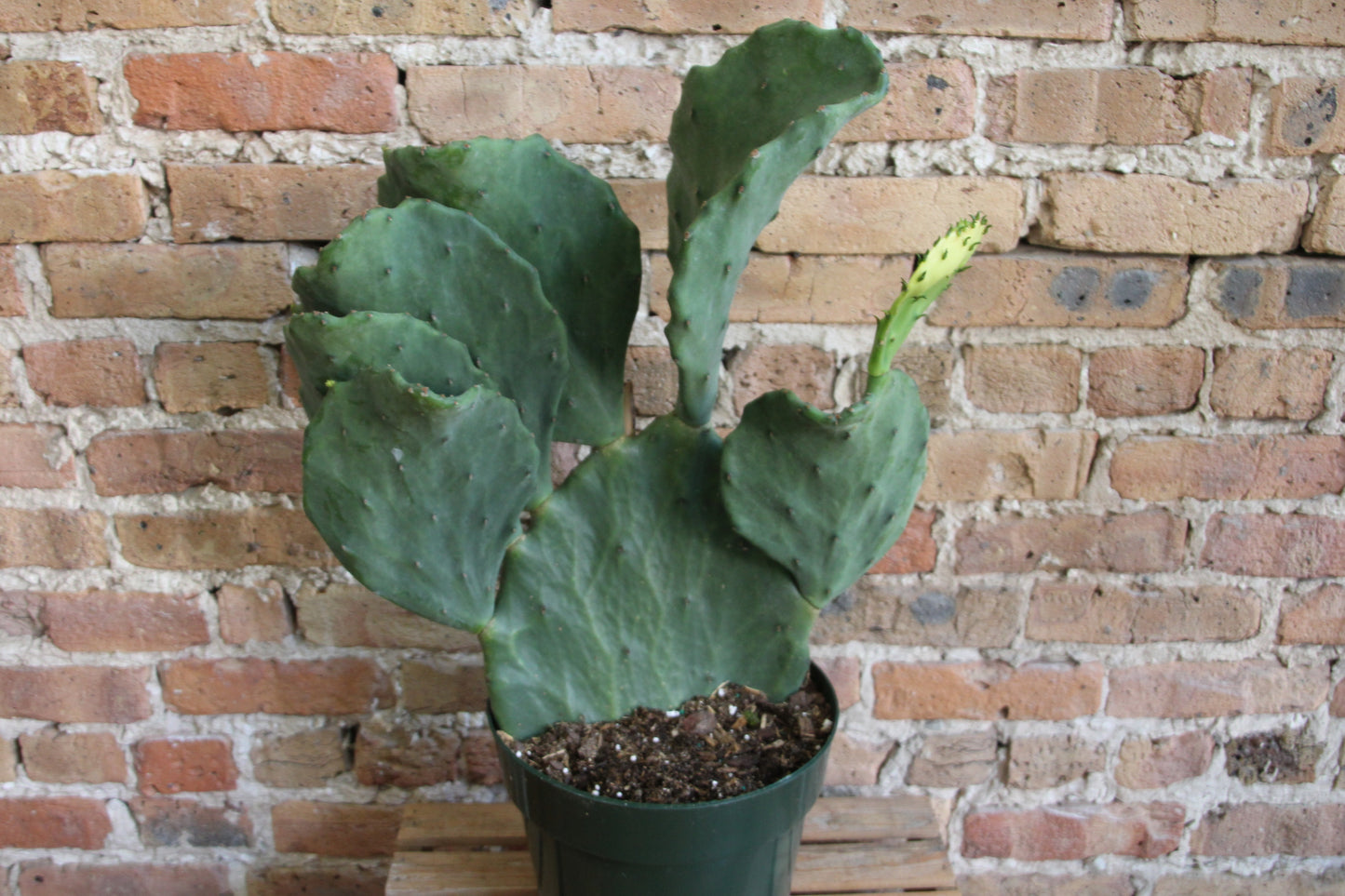 Opuntia Gomei 'Old Mexico' Cactus