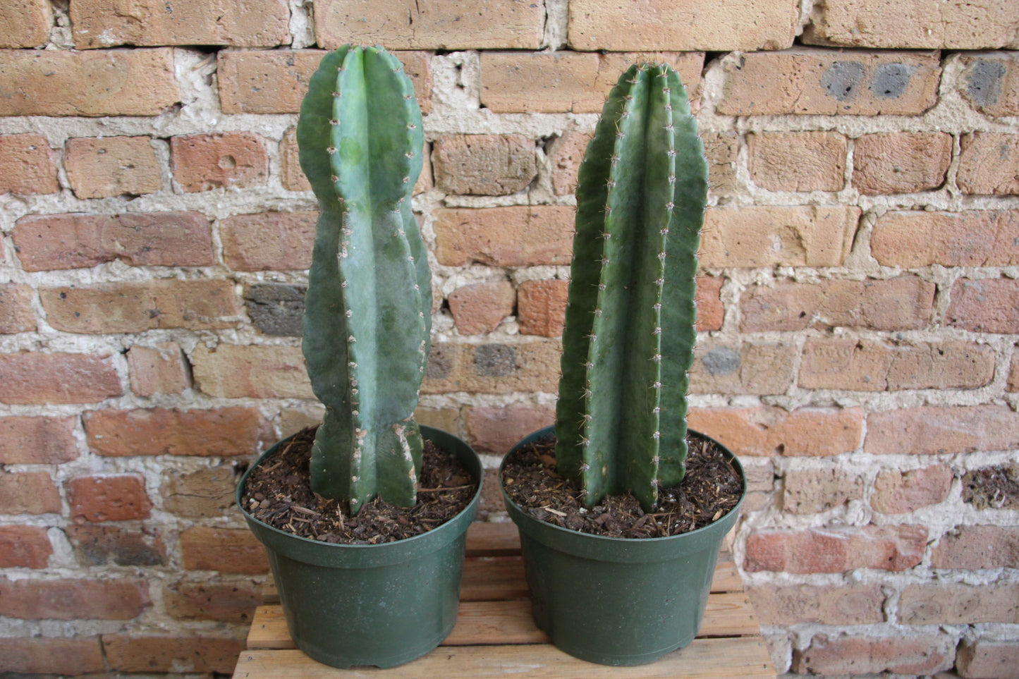 Peruvian Cactus